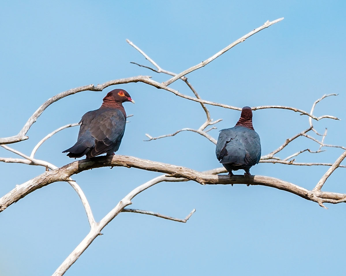 Dos palomas turcas descansan en las ramas de un arbol seco.