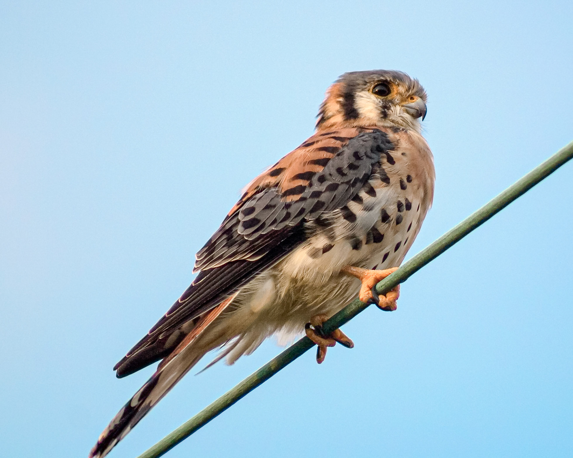 Falcón Común macho parado en un cable eléctrico