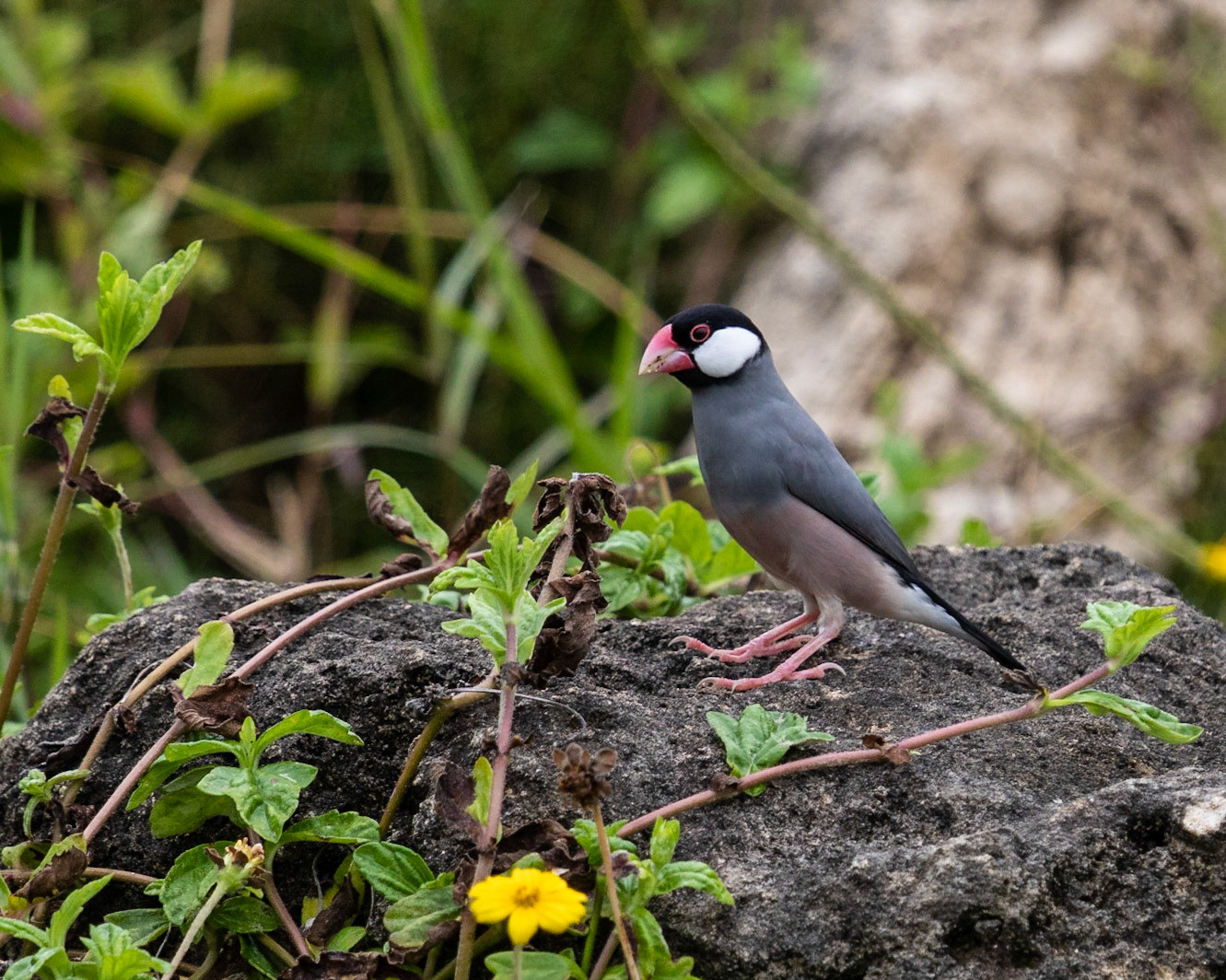 Gorrión Arrocero parado sobre una piedra