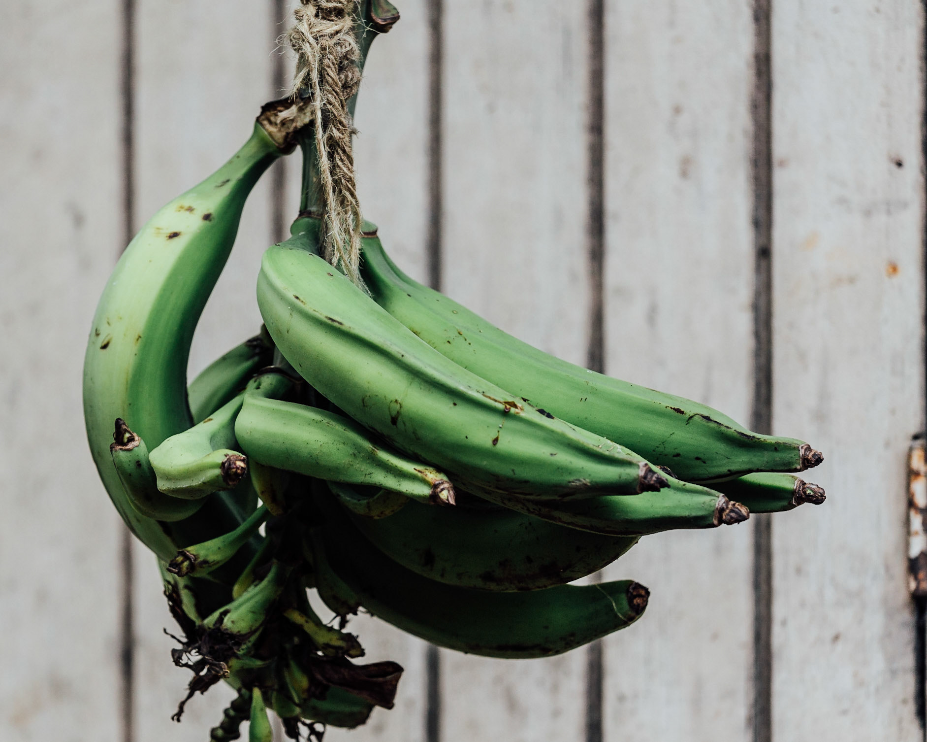 Racimo de plátanos colgando frente a una pared de madera.