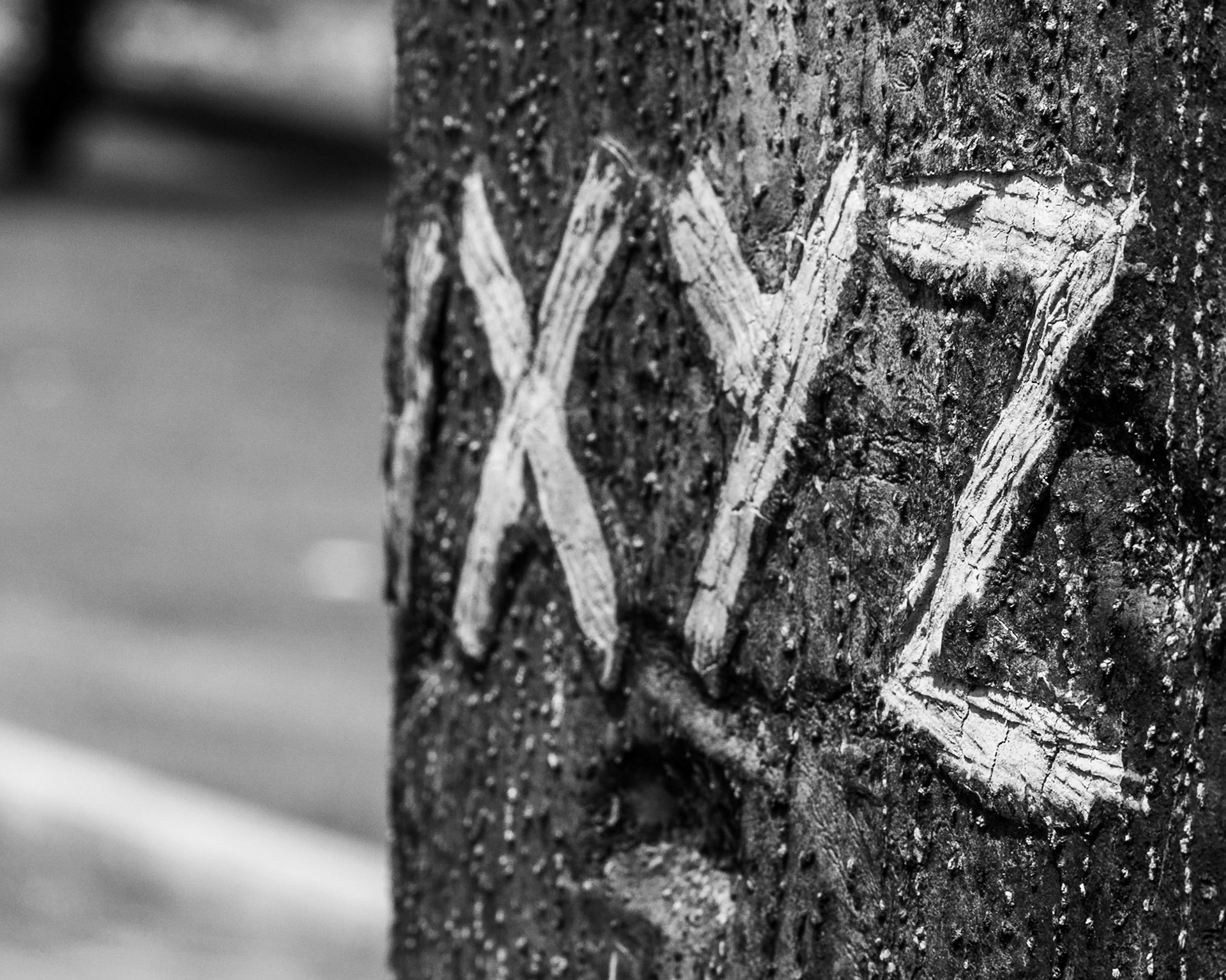 Abecedario en una ceiba