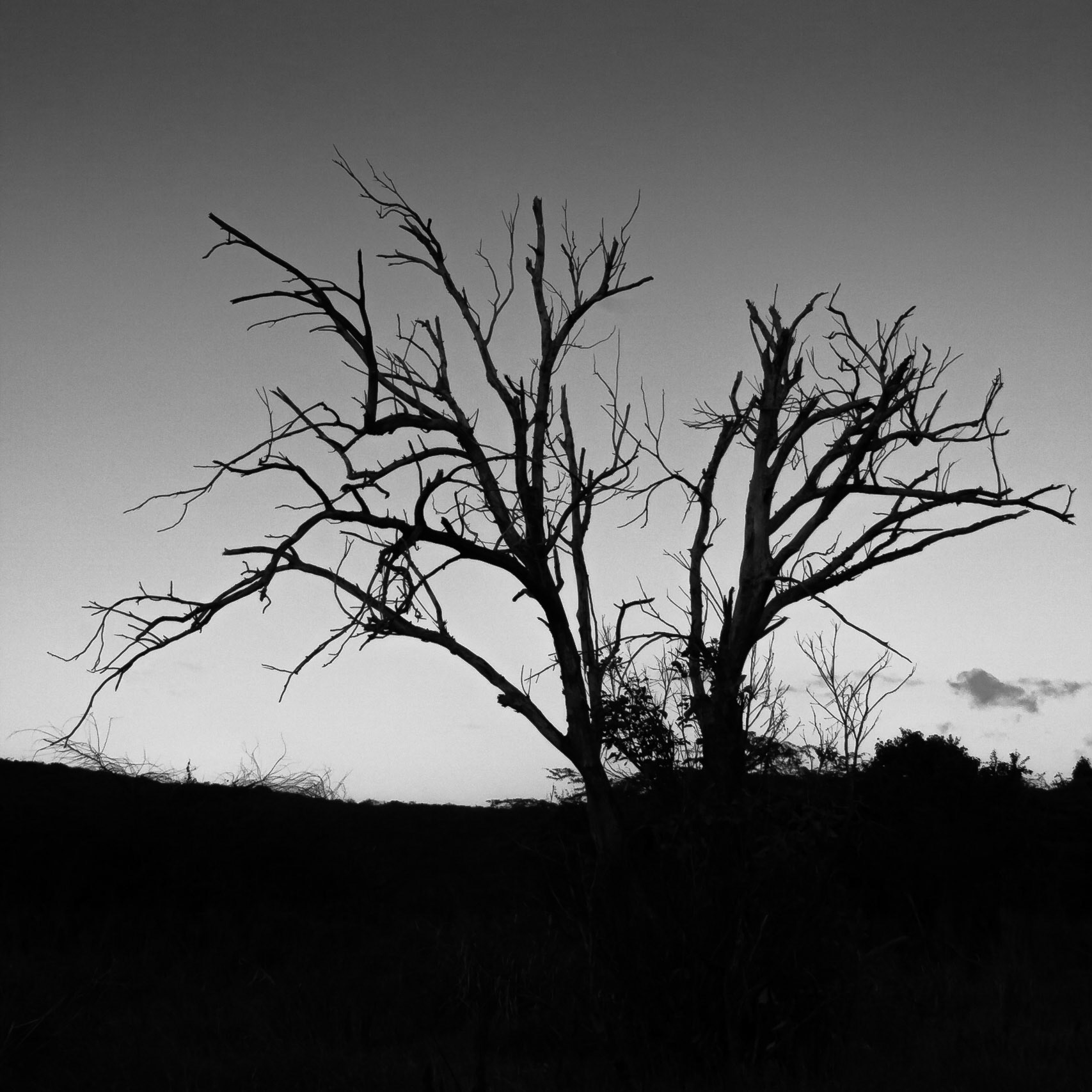Silueta de arbol seco. Guánica, Puerto Rico.