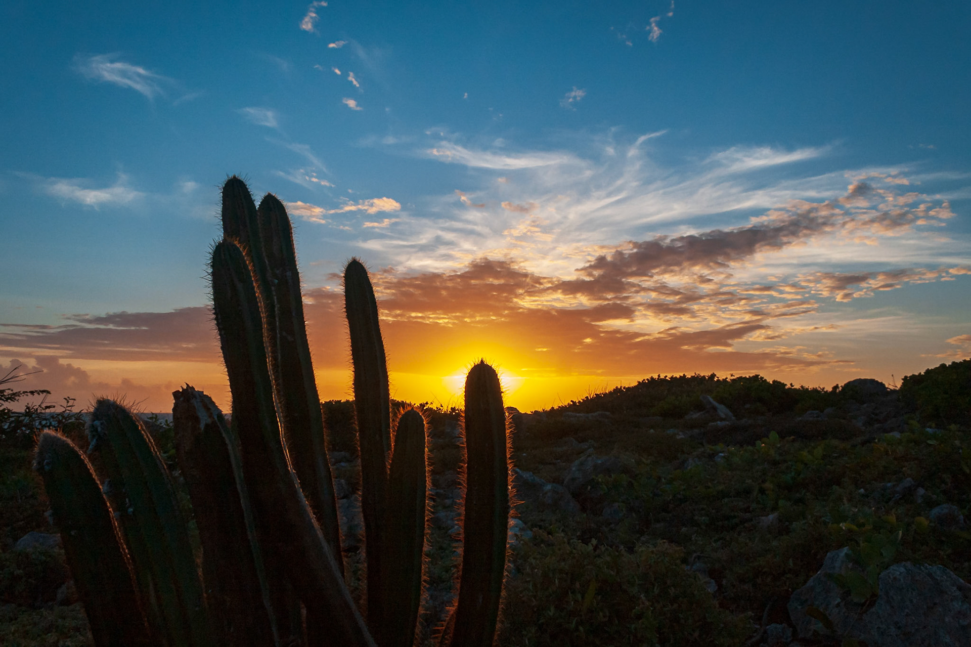 Cactus con el atardecer en el fondo. Guánica, Puerto Rico.