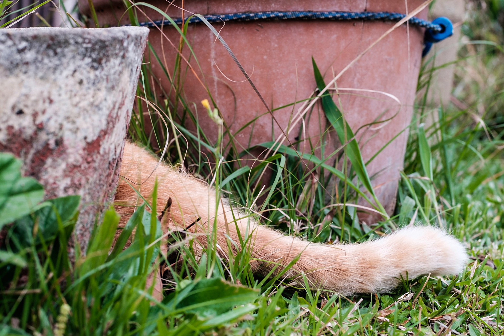 Rabo de un gato entre dos tiestos sobre la grama.