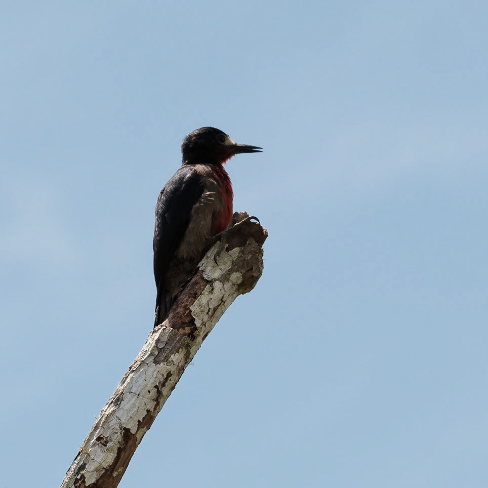 Pájaro carpintero joven mirando al horizonte sobre la punta de una rama seca