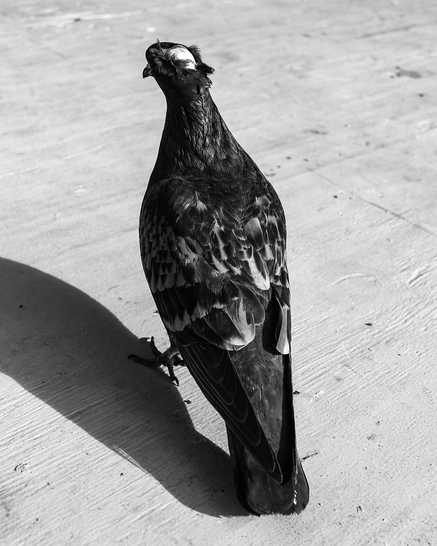 Paloma Doméstica parada de espalda sin plumas en la cabeza