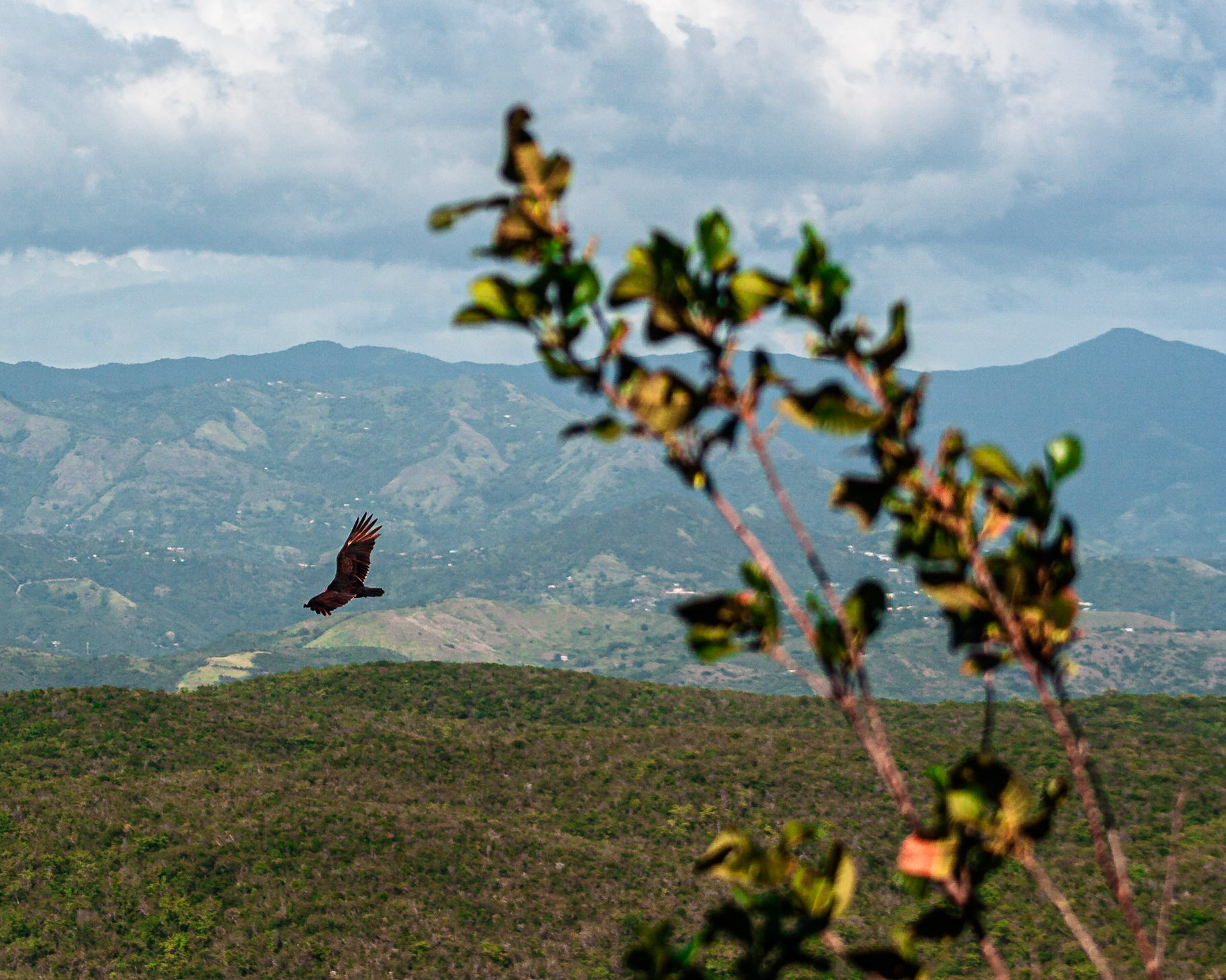 Aura en vuelo con las montañas al fondo. Guánica, Puerto Rico.