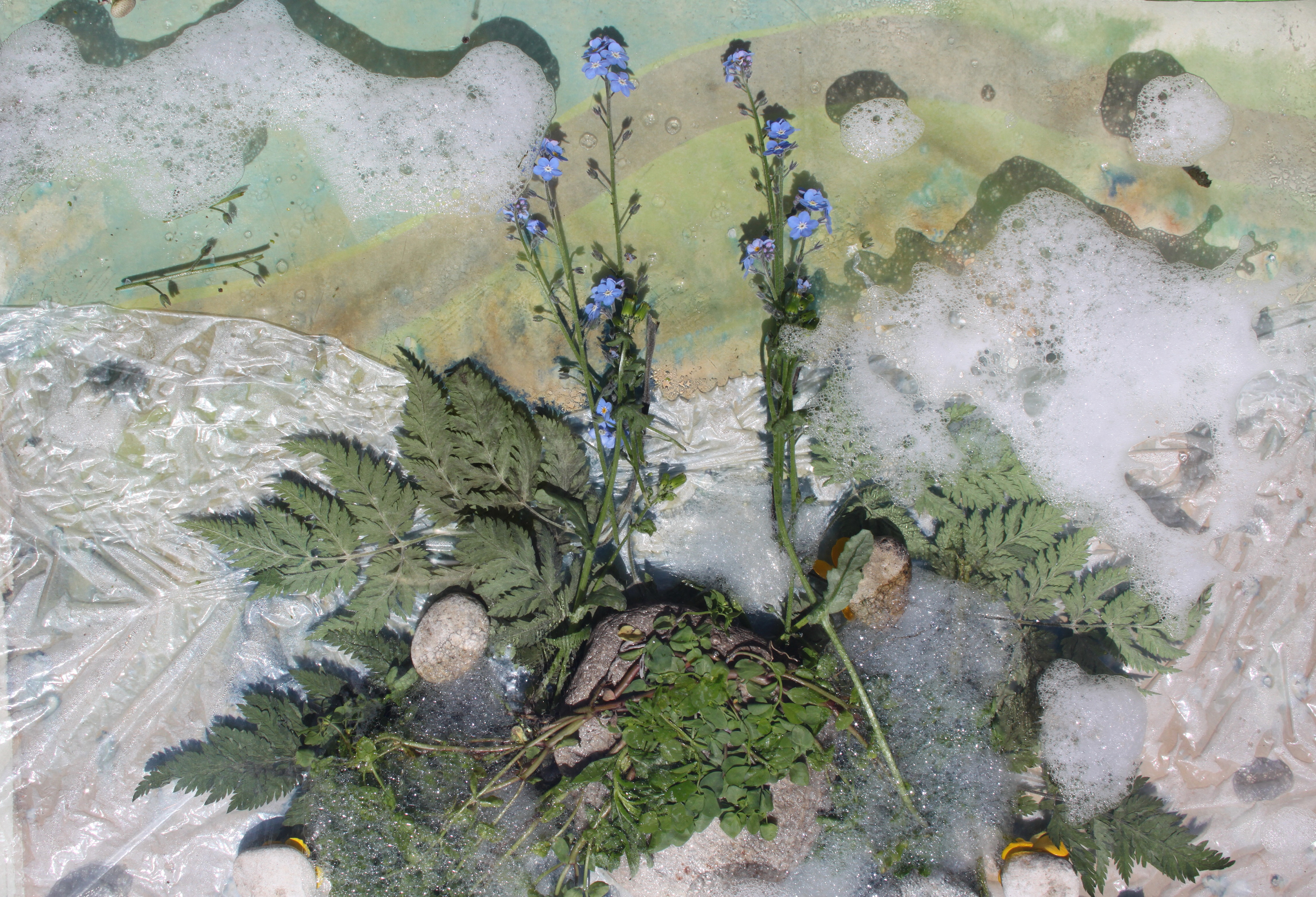 Cyanotypes with natural materials
