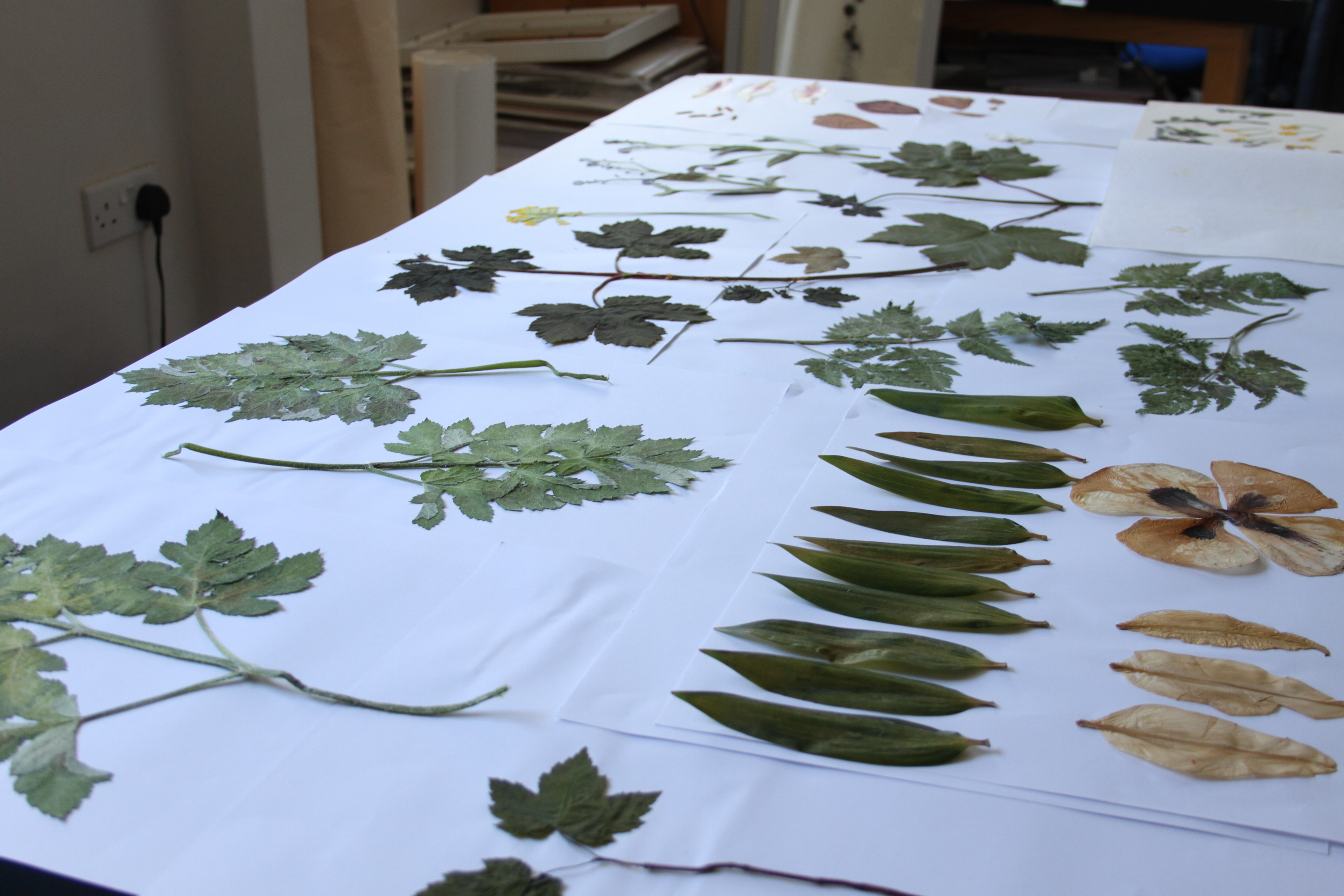 Pressed and dried natural materials