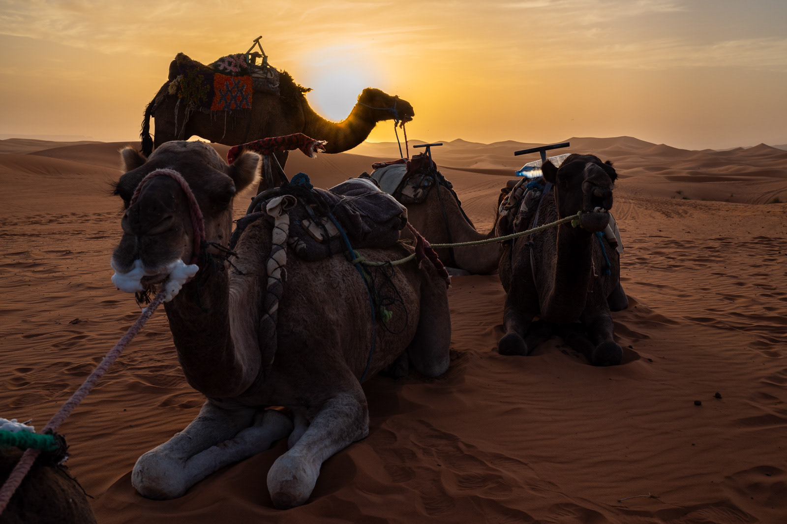 Sahara