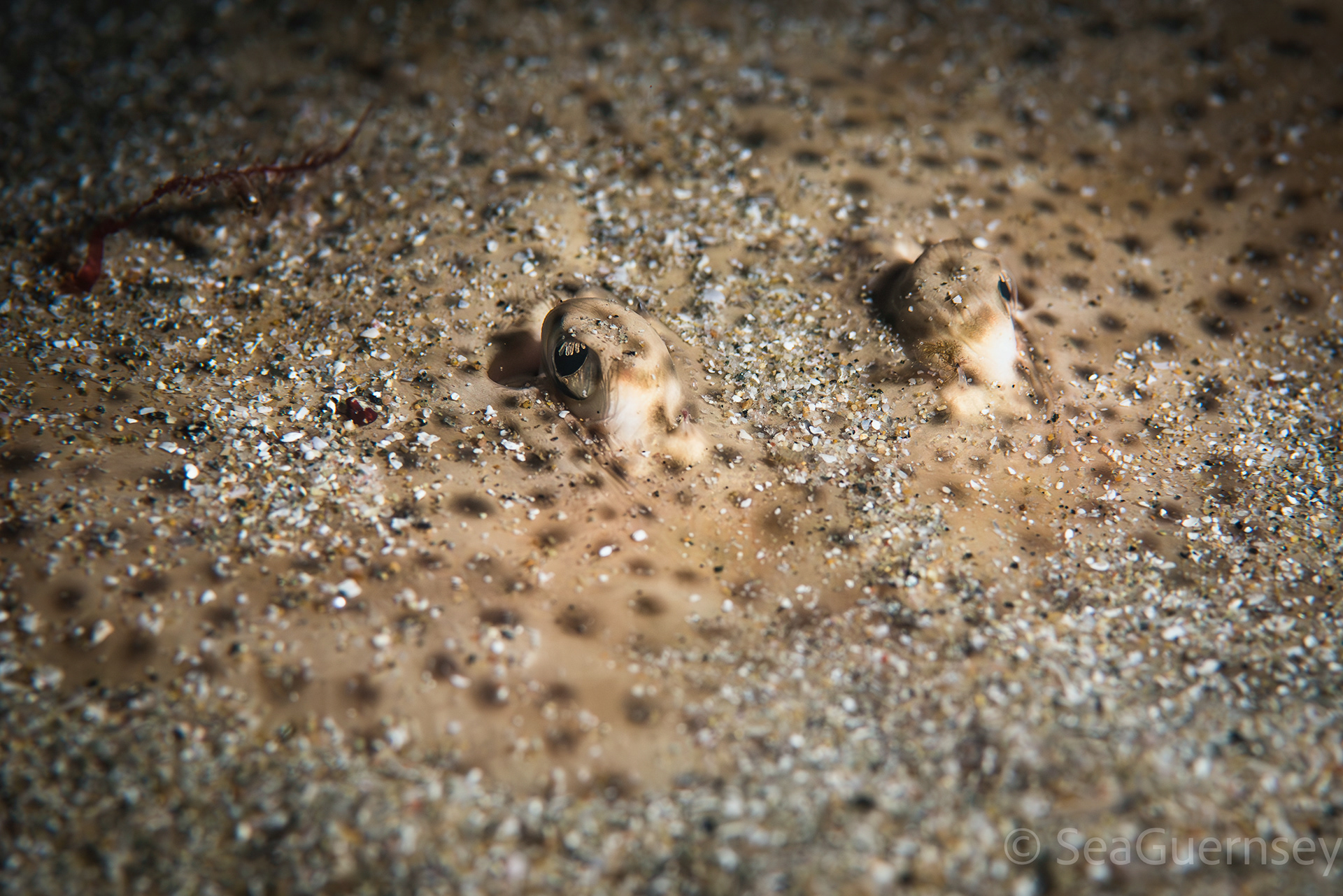 Blonde ray (Raja brachyura), west coast of Guernsey