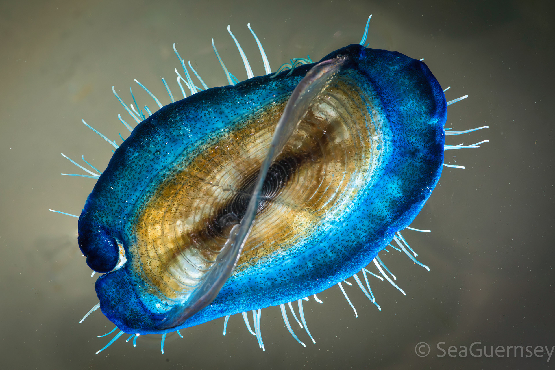 By the wind sailor (Velella velella)