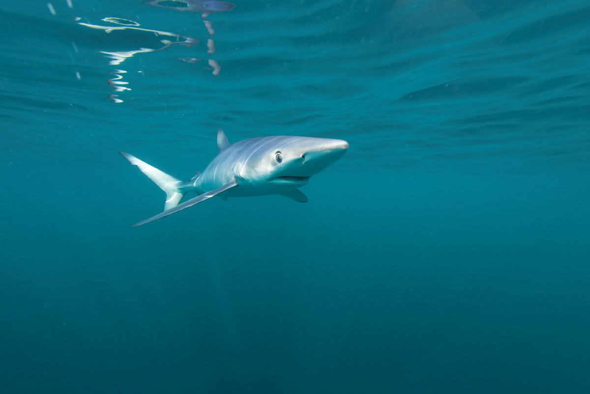 Blue shark (Prionace glauca), offshore of Guernsey.