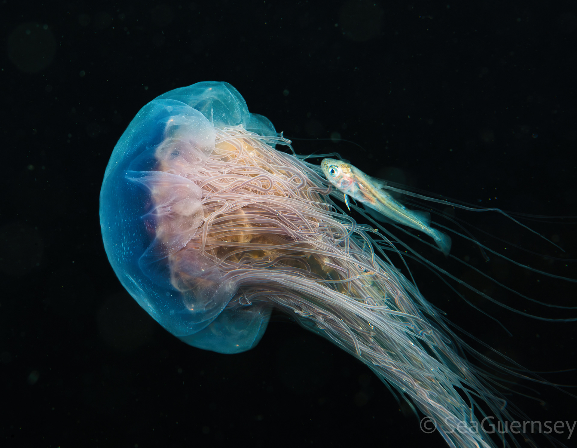 Blue jellyfish (Cyanea lamarckii), Belle Grève Bay