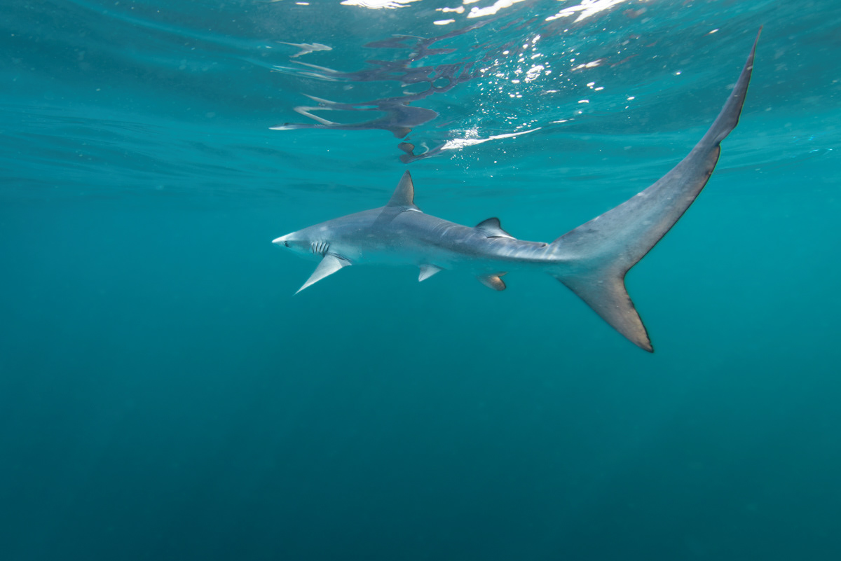 Blue shark (Prionace glauca), offshore of Guernsey.