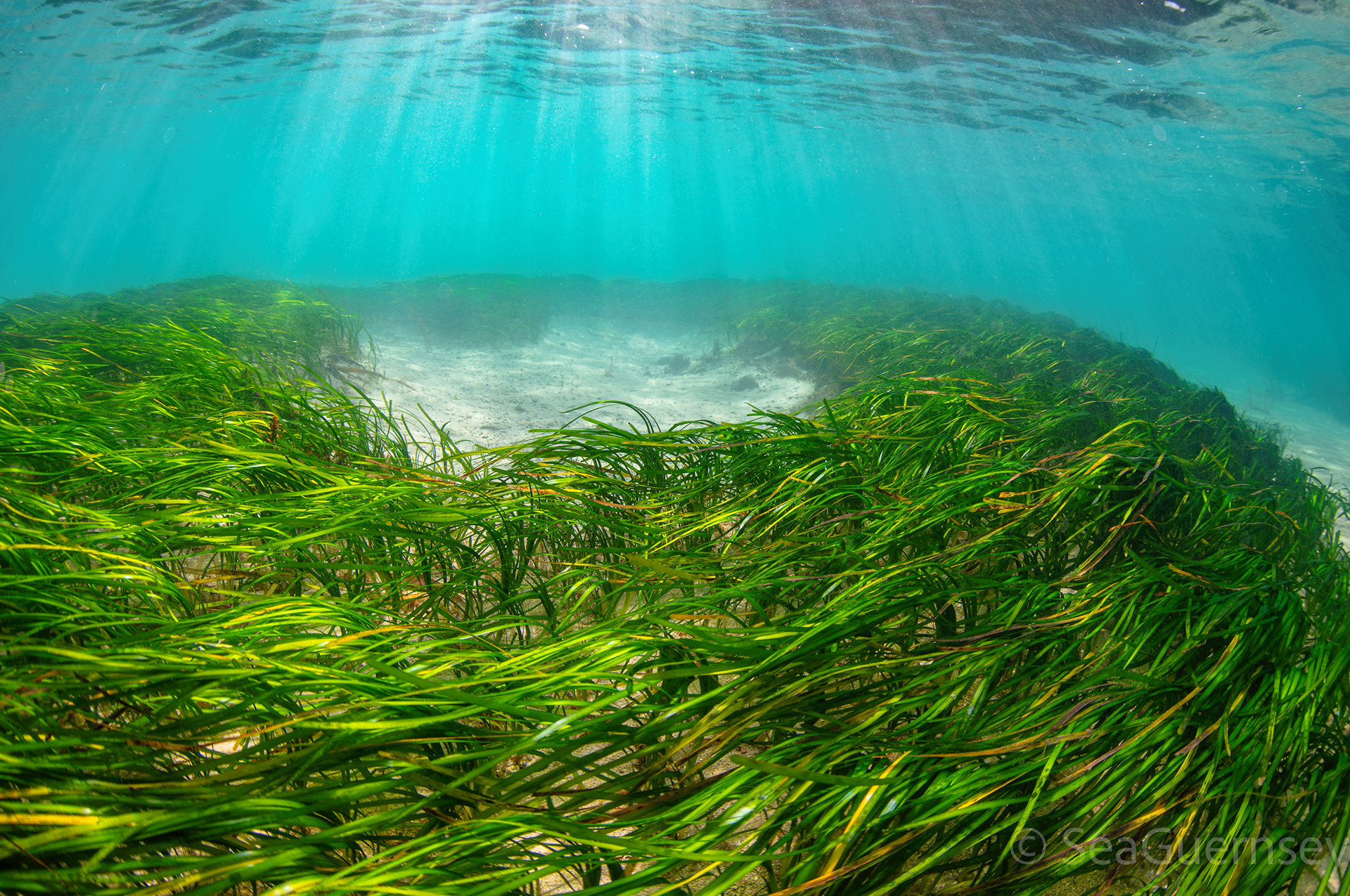 Meadow of lush green eelgrass growing in shallow, clear, sunlit waters
