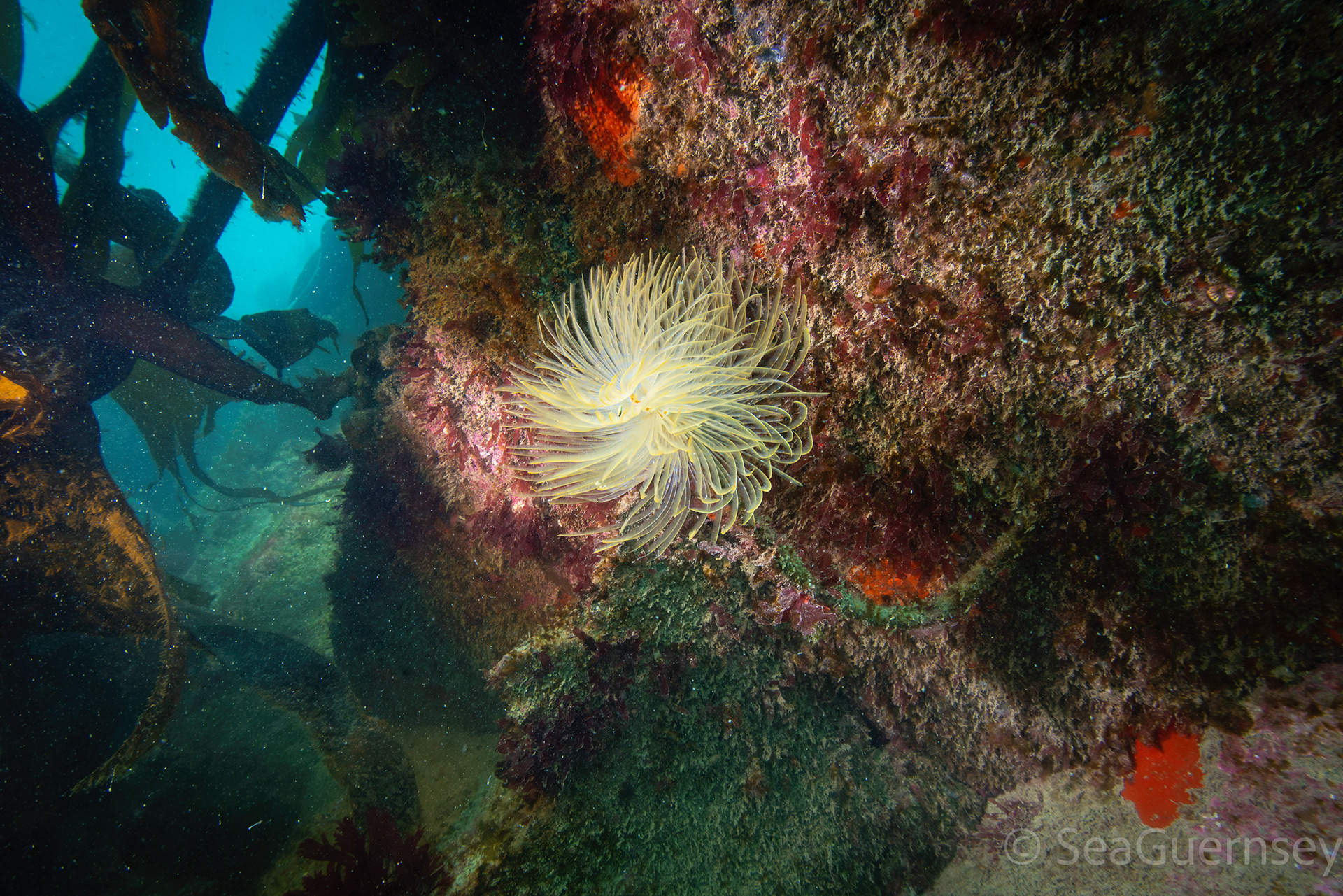 Mediterranean Fanworm (Sabella spallanzanii), Belle Grève Bay