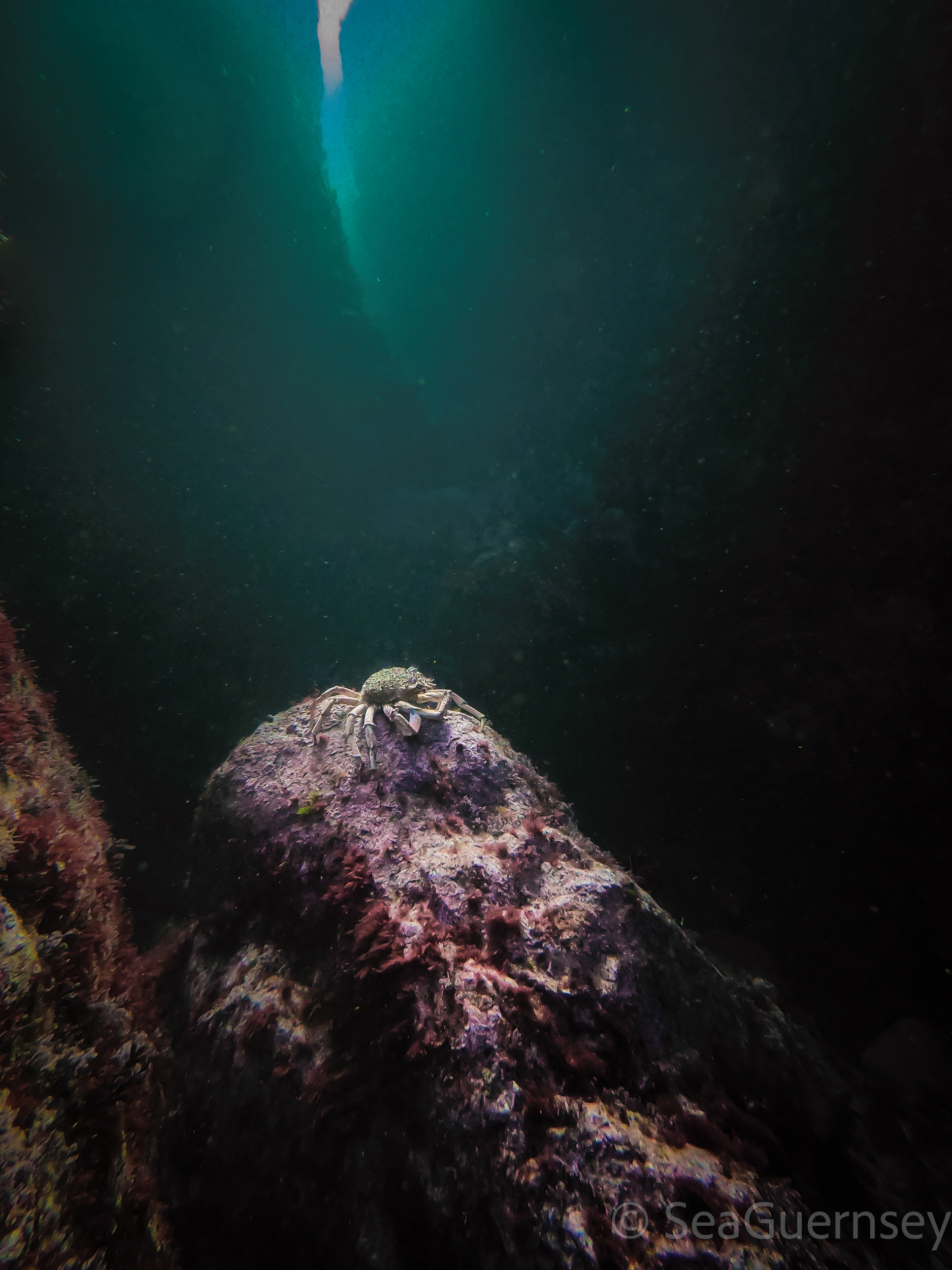 Spiny spider crab (Maja squinado), south coast of Guernsey
