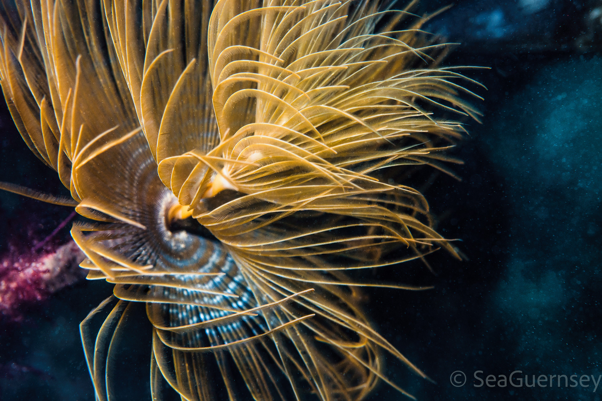 Mediterranean Fanworm (Sabella spallanzanii), Belle Grève Bay
