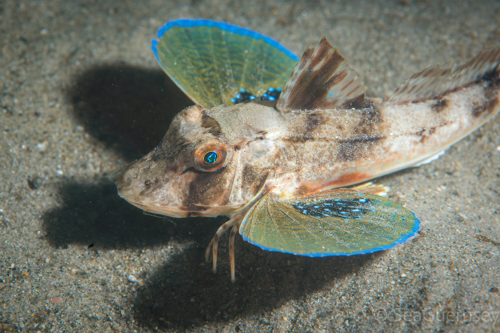 Tub gurnard (Chelidonichthys lucerna), west coast of Guernsey