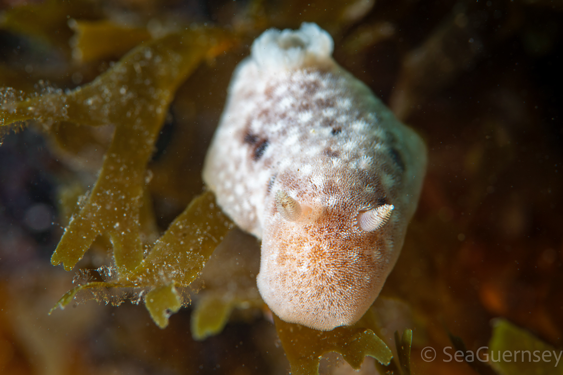 Grey Sea Slug (Jorunna tomentosa), west coast of Guernsey