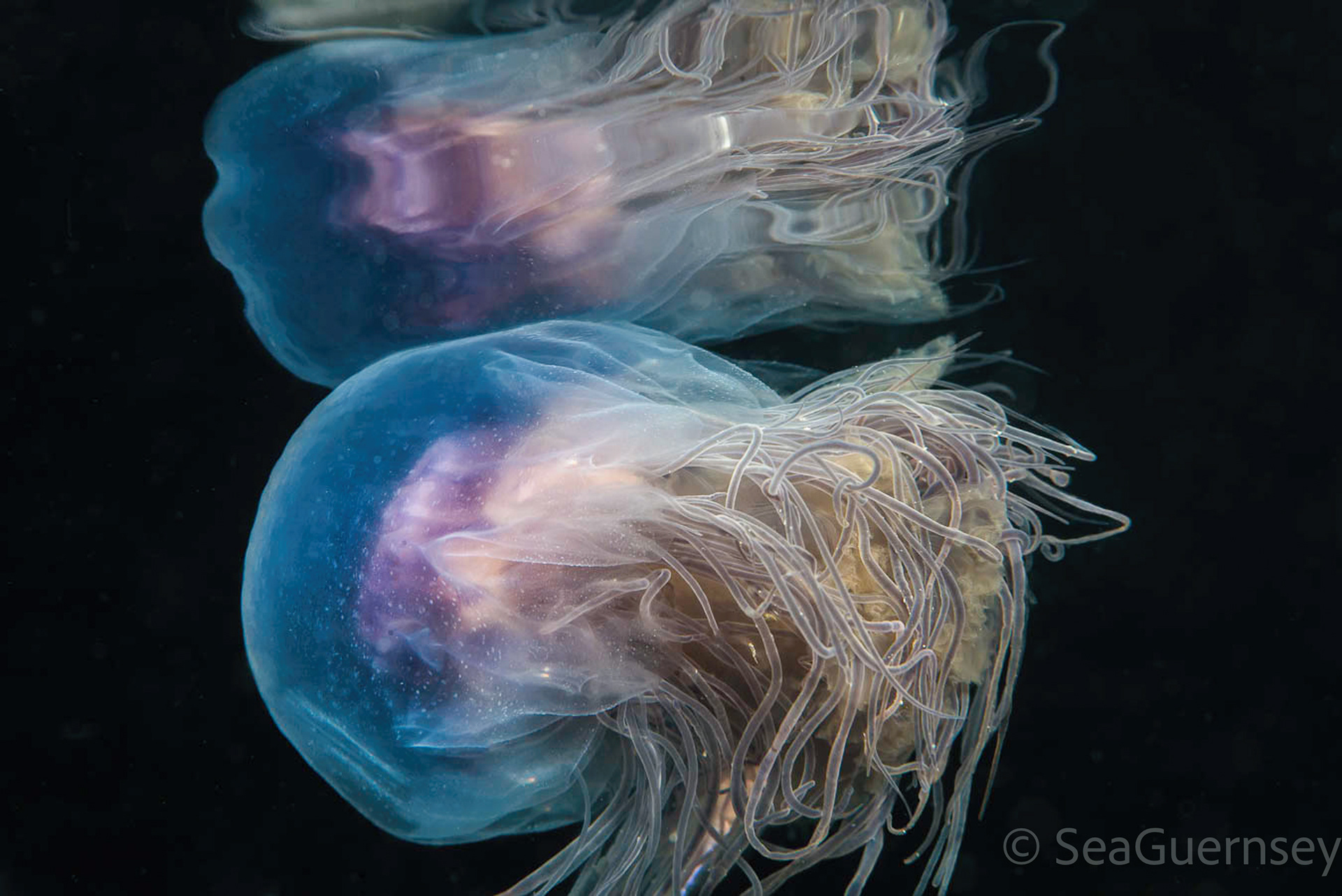 Blue jellyfish (Cyanea lamarckii), Belle Grève Bay