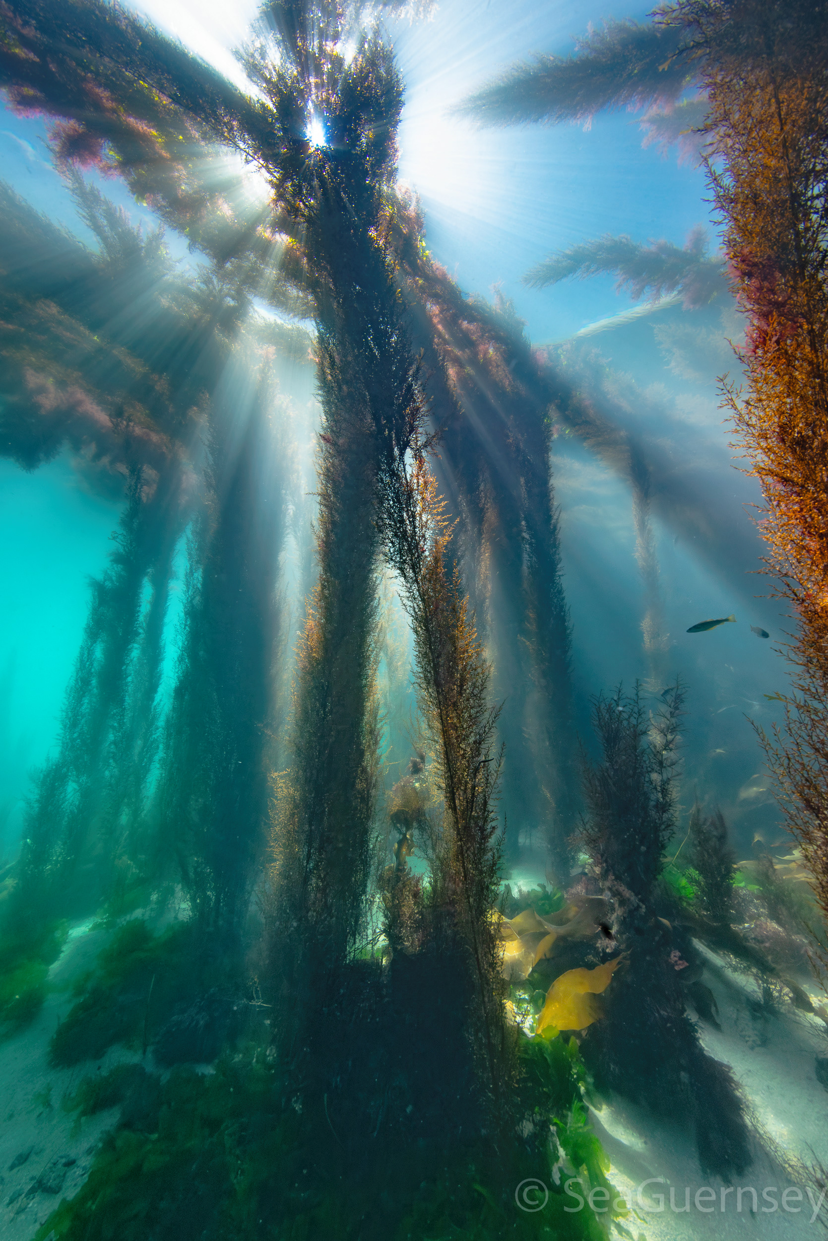 Forest of Wireweed (Sargassum. muticum)