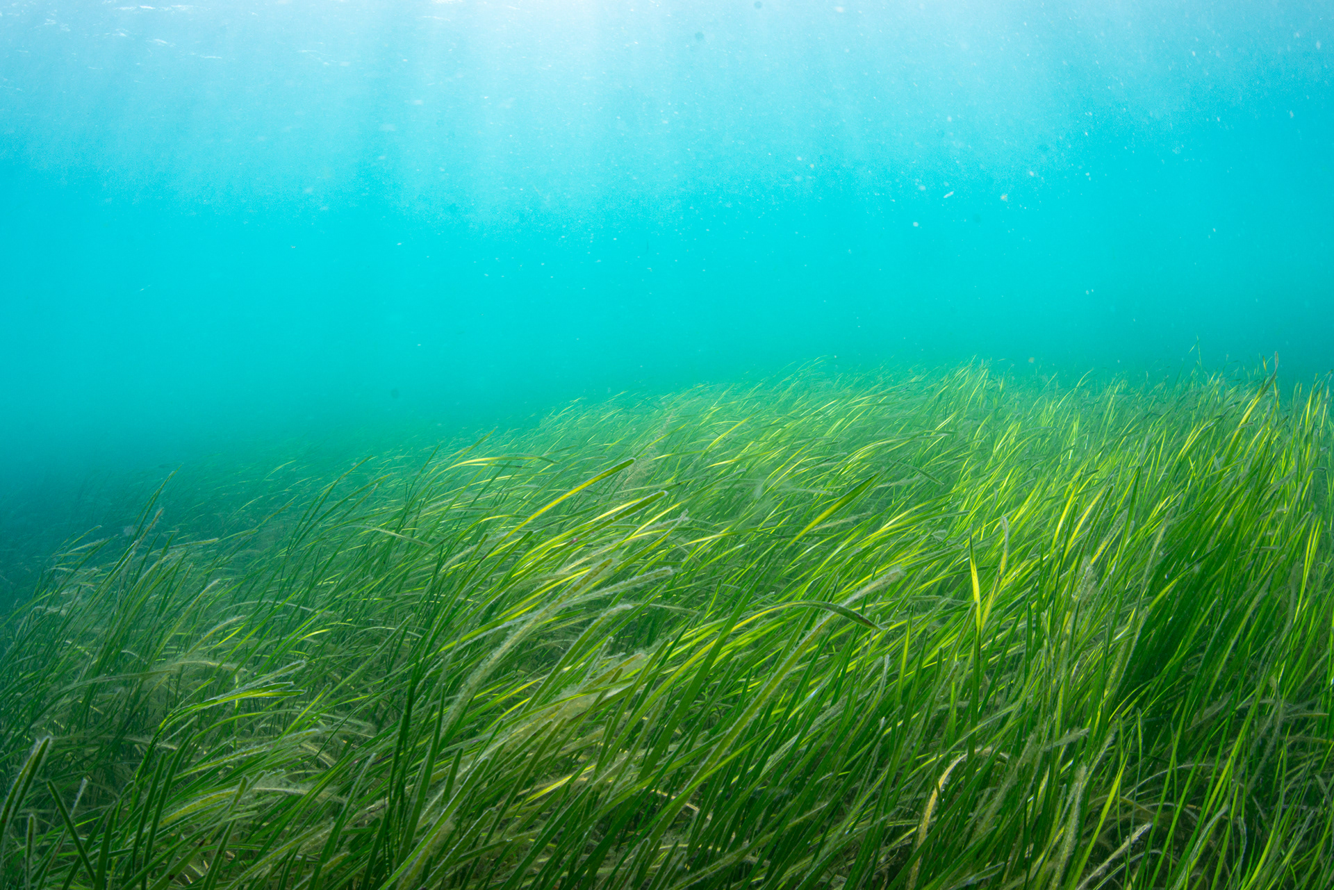 Eelgrass (Zostera marina) in Frying Pan Bay (aka Longue Hougue South), Belle Grève Bay