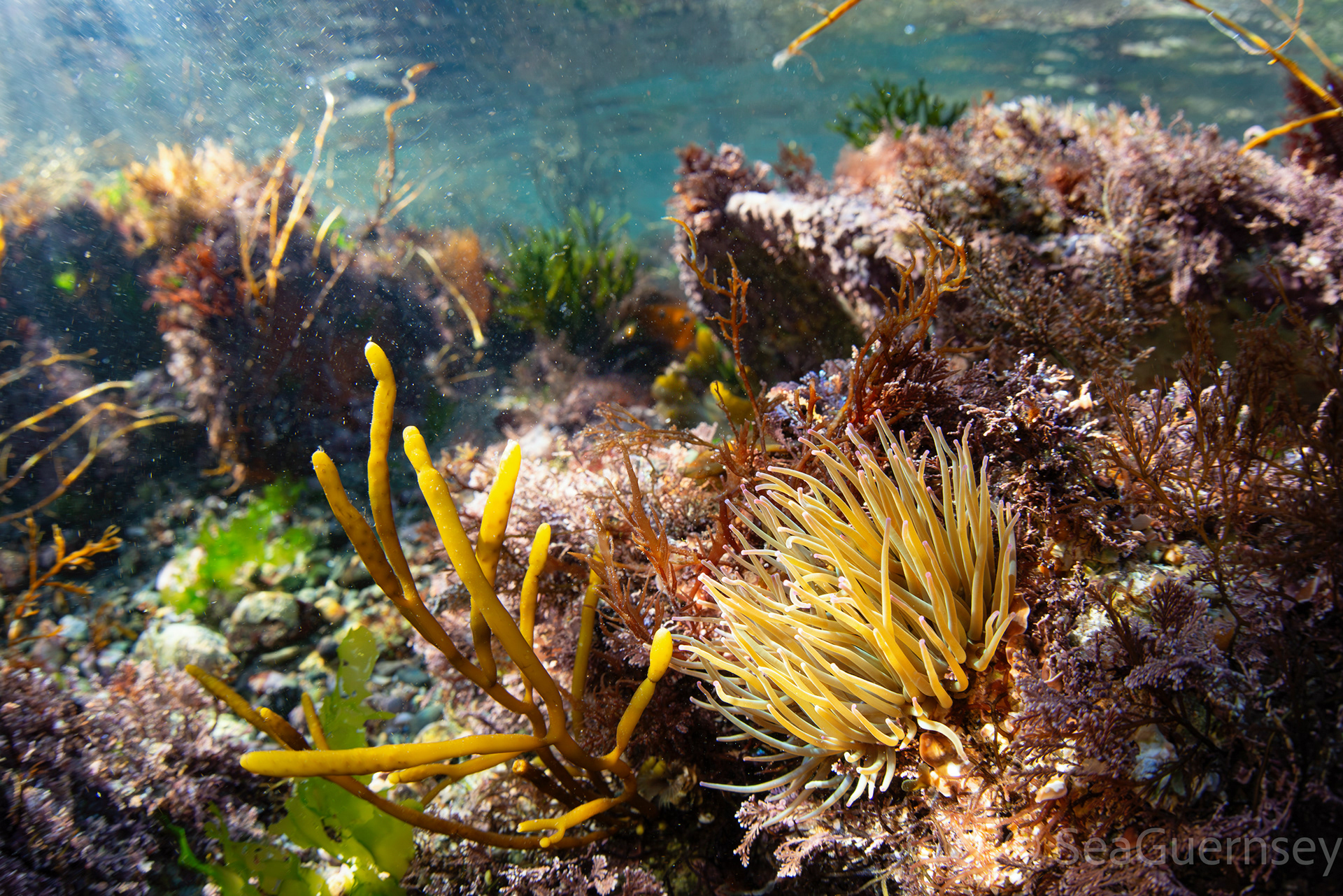 Snakelocks anemone (Anemonia viridis), west coast of Guernsey