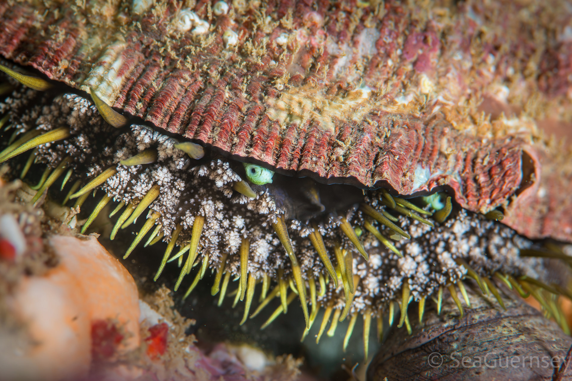 Green ormer (Haliotis tuberculata), west coast of Guernsey