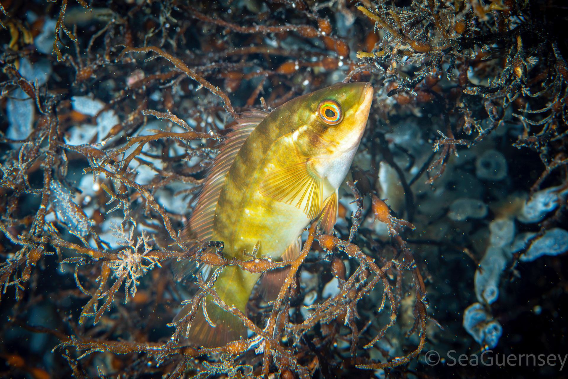 Juvenile ballan wrasse (Labrus bergylta), west coast of Guernsey