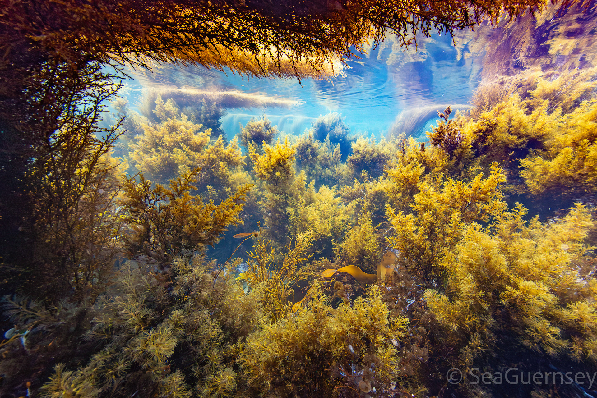 M ixed brown seaweeds, and a juvenile pollock, west coast of Guernsey.