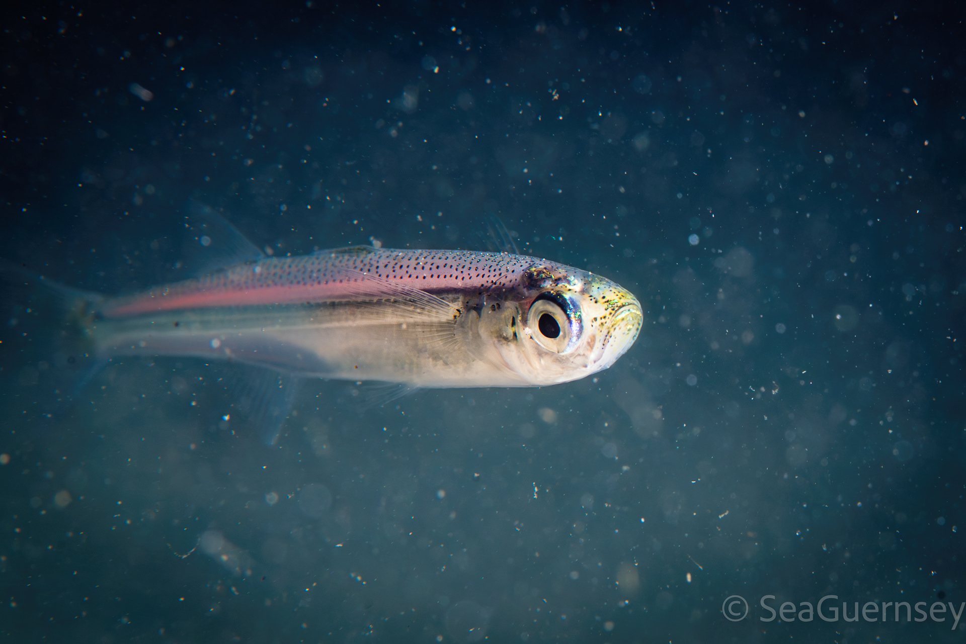 Sand smelt (Atherina presbyter), west coast of Guernsey