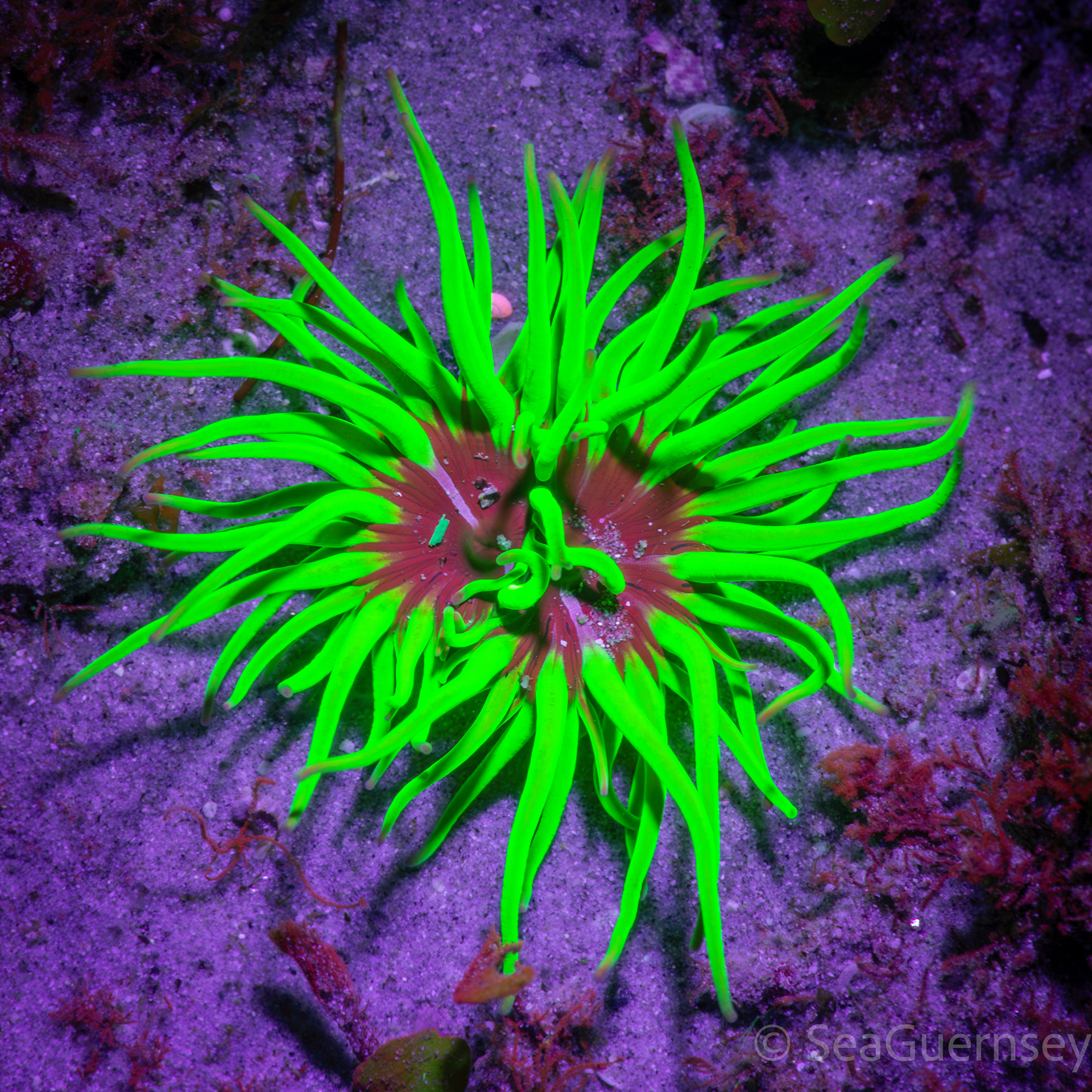 Snakelocks anemone (Anemonia viridis), fluorescing under ultraviolet light, west coast of Guernsey