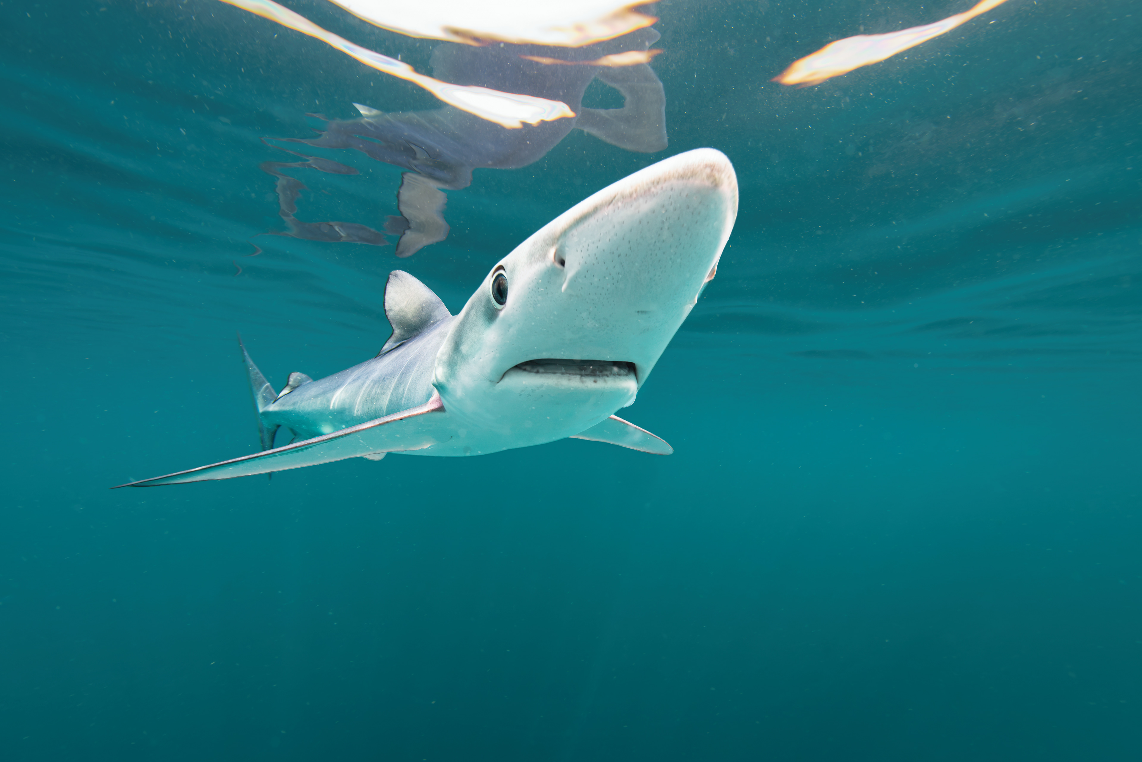Blue shark (Prionace glauca), offshore of Guernsey.