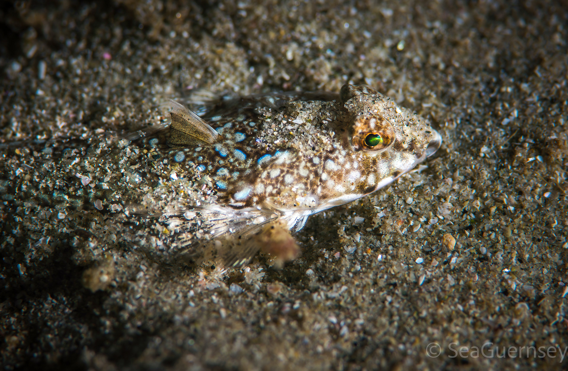 Reticulated dragonet (Callionymus reticulatus), west coast of Guernsey