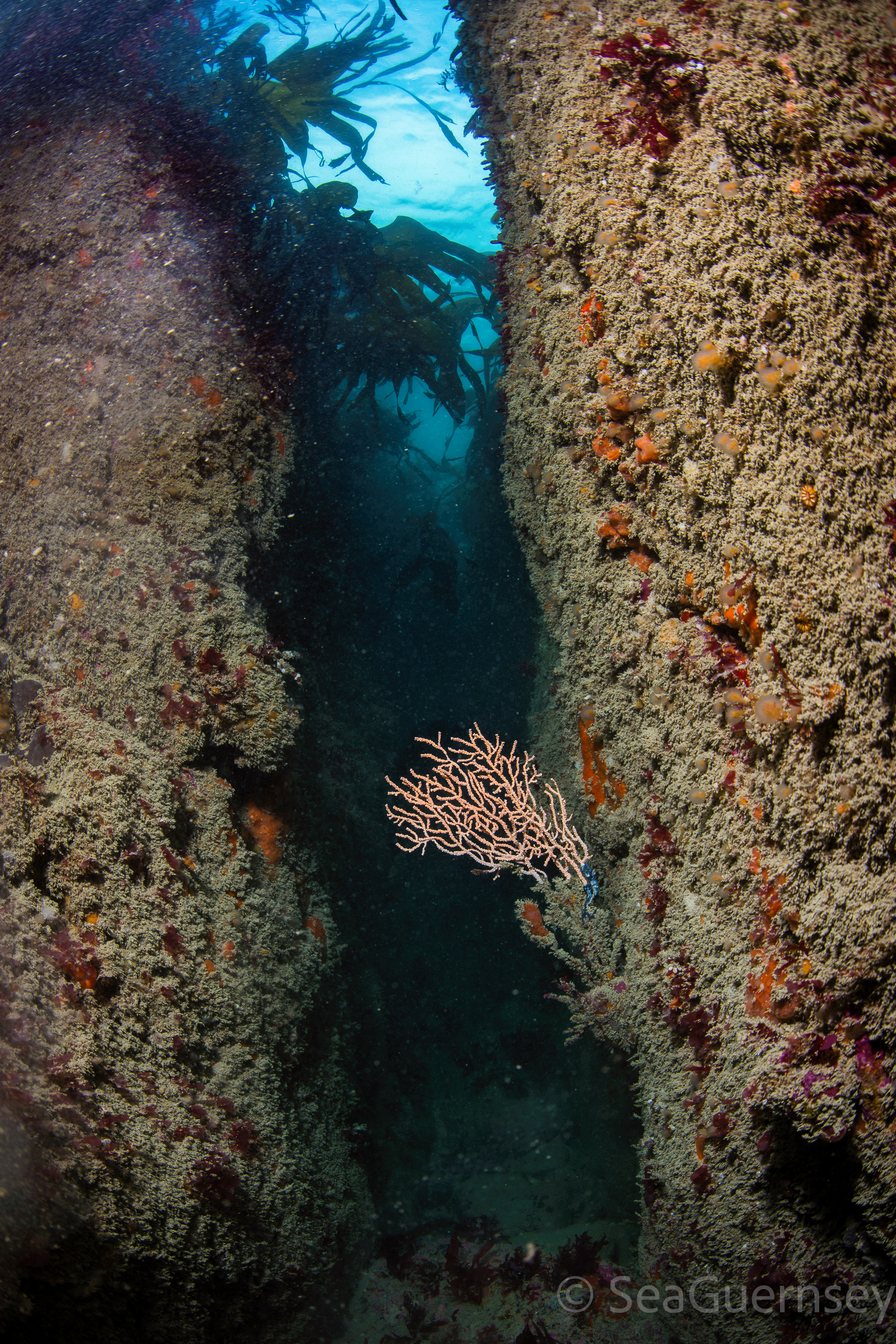 Pink sea fan (Eunicella verrucosa), Belle Grève Bay