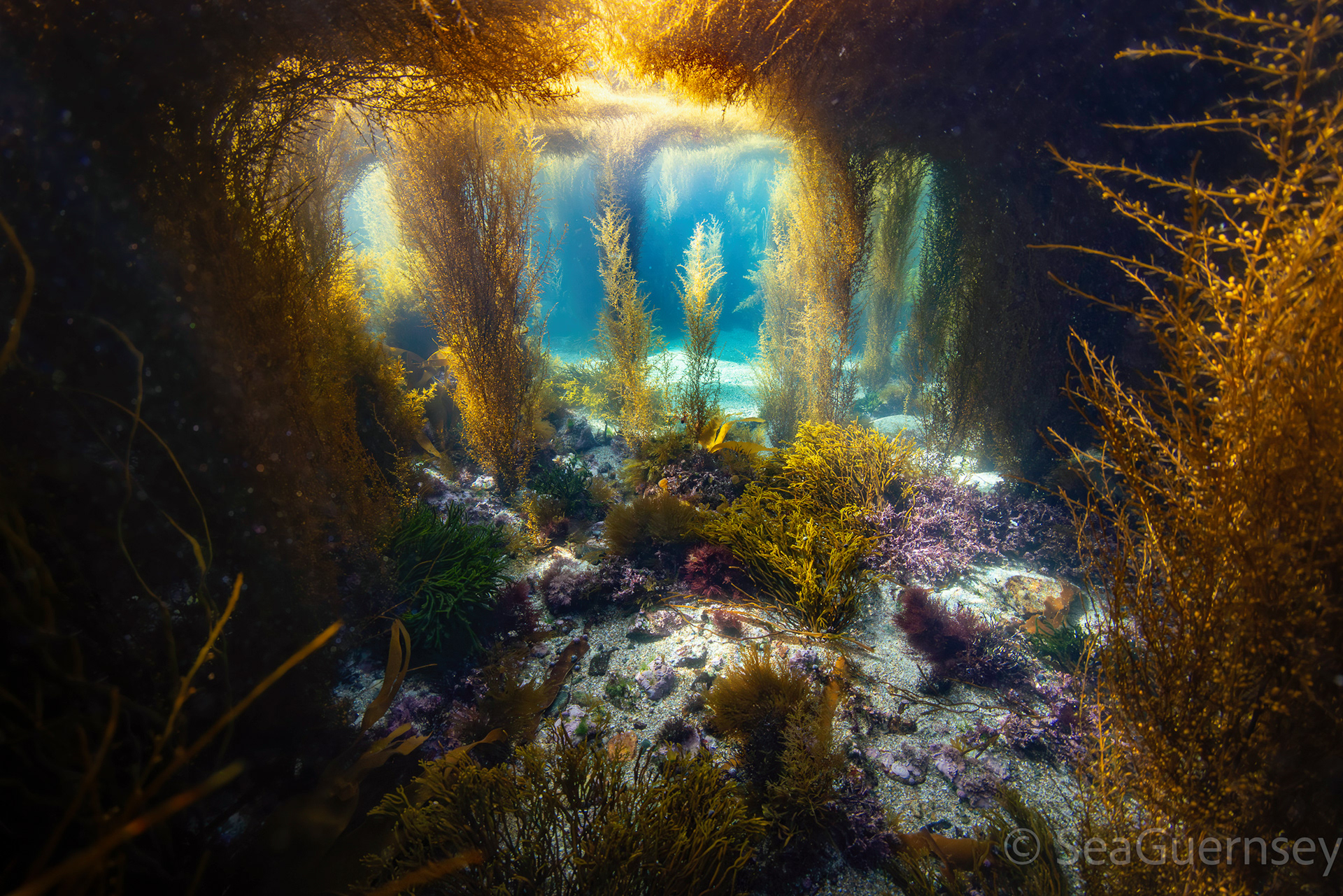 Various small brown, red, and green seaweeds, amongst a forest of Wireweed (Sargassum muticum), in shallow sunlit water