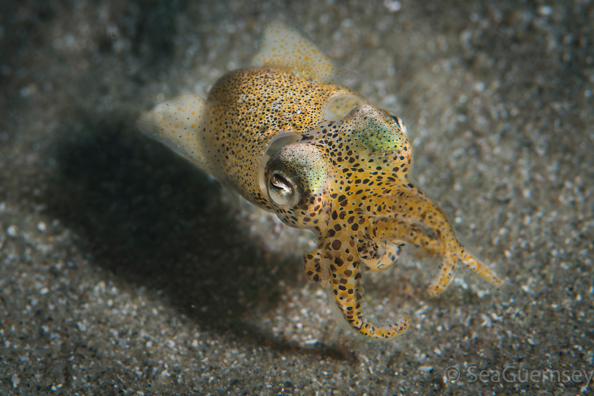 Atlantic bobtail squid, aka little cuttle, (Sepiola atlantica), west coast of Guernsey