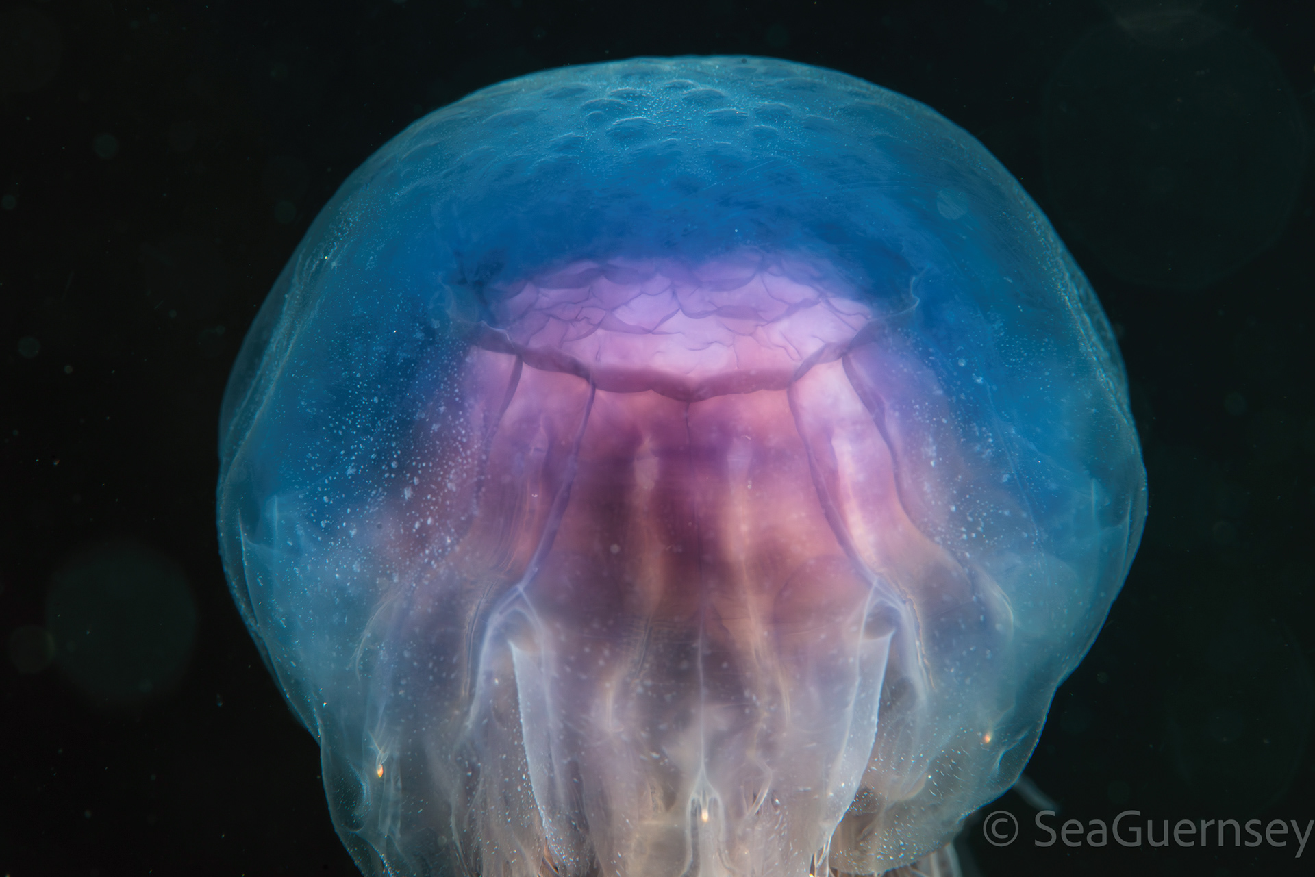 Blue jellyfish (Cyanea lamarckii), Belle Grève Bay