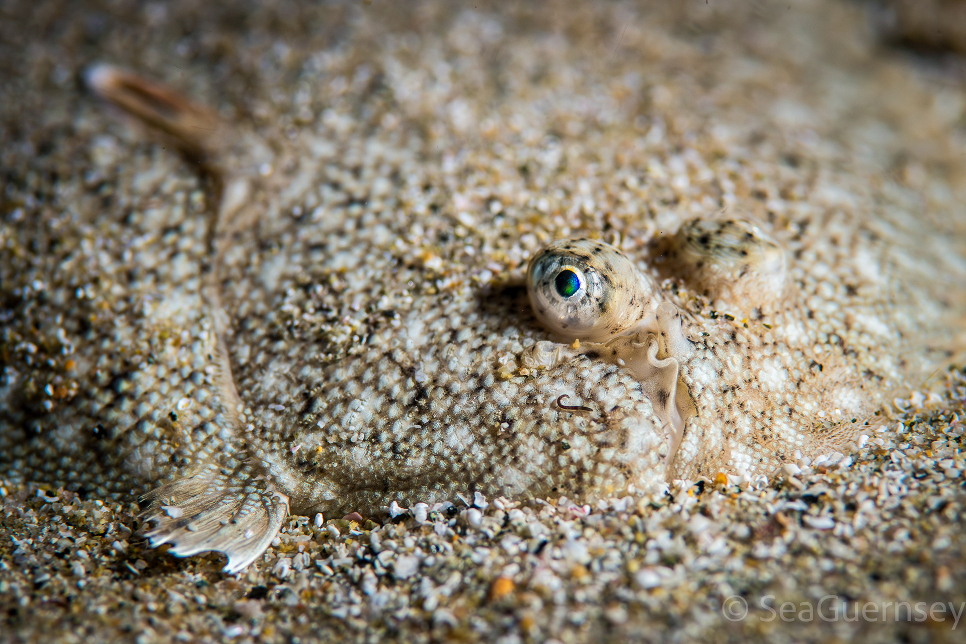 Sole (Solea solea), west coast of Guernsey