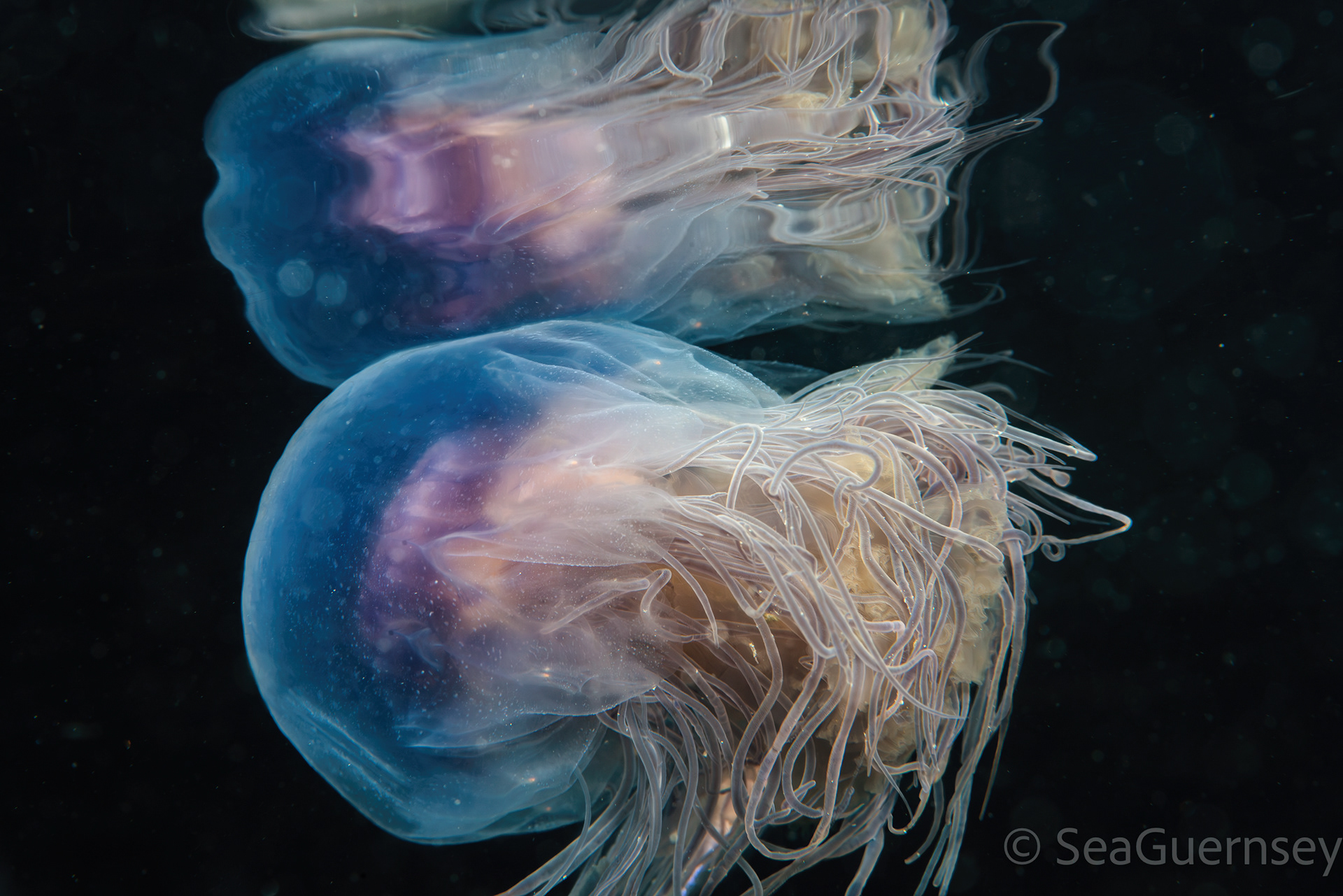 Blue jellyfish (Cyanea lamarckii), Belle Grève Bay