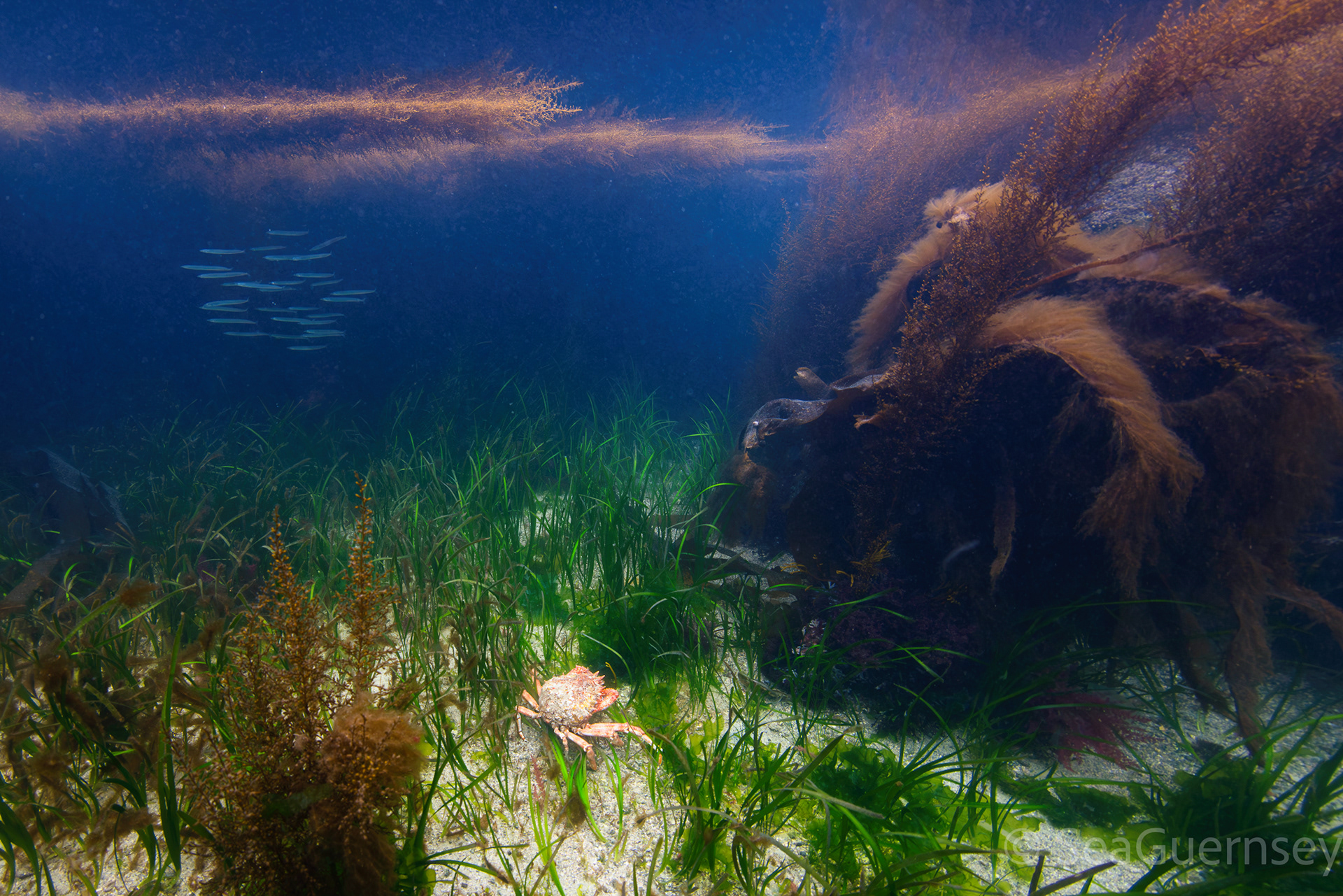 Lesser sand eels, spider crab, eelgrass and wireweed, west coast of Guernsey
