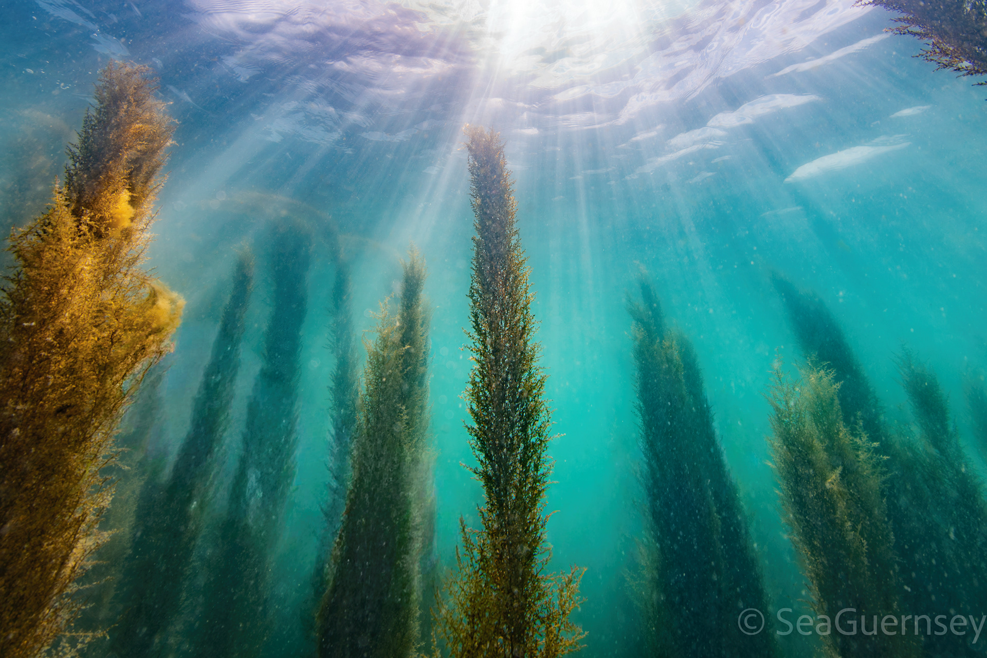 Forest of Wireweed (Sargassum. muticum) on Guernsey's west coast.