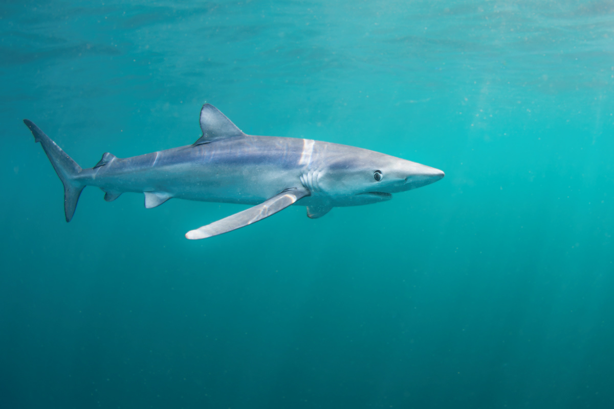 Blue shark (Prionace glauca), offshore of Guernsey.