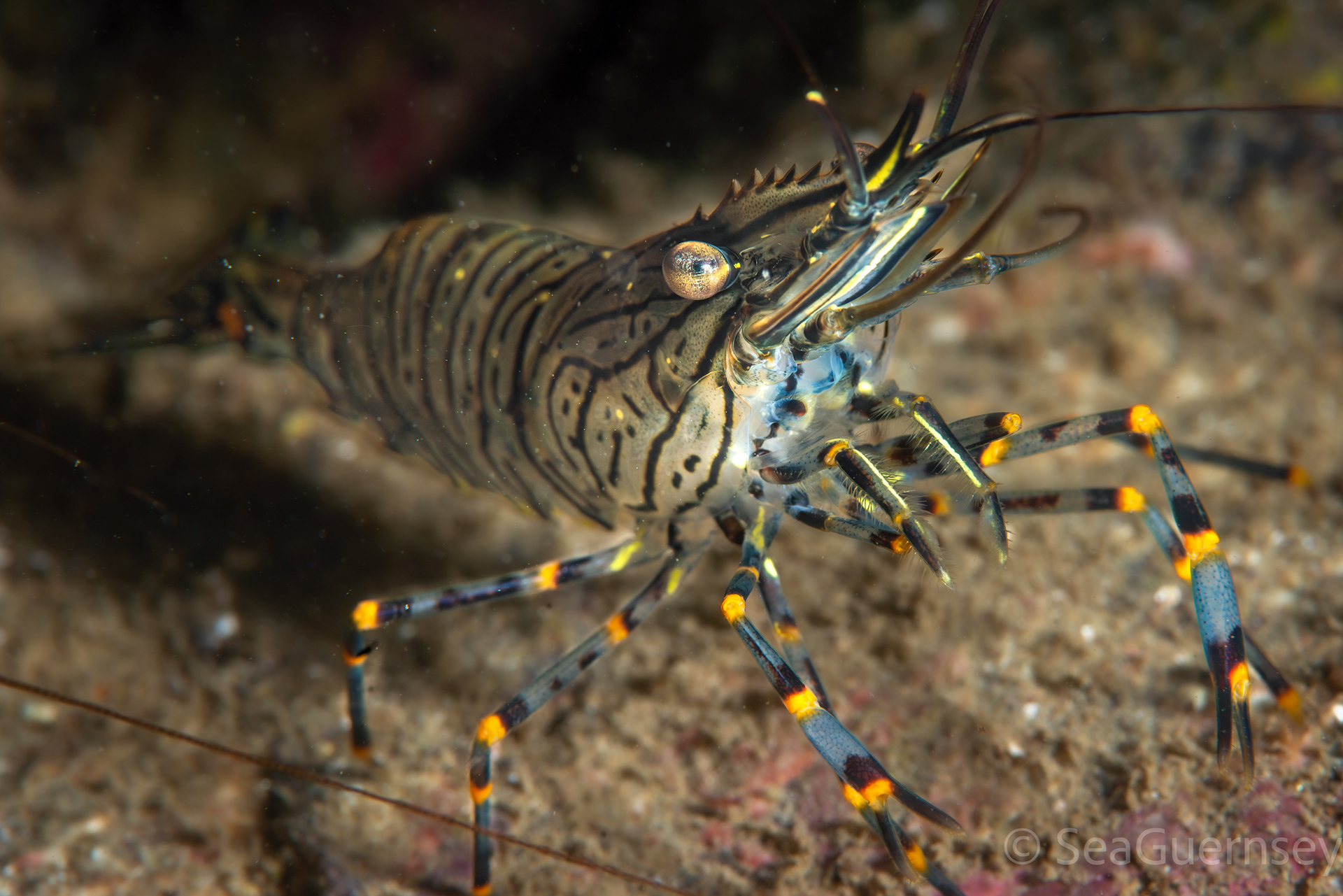 Common prawn (Palaemon serratus), west coast of Guernsey