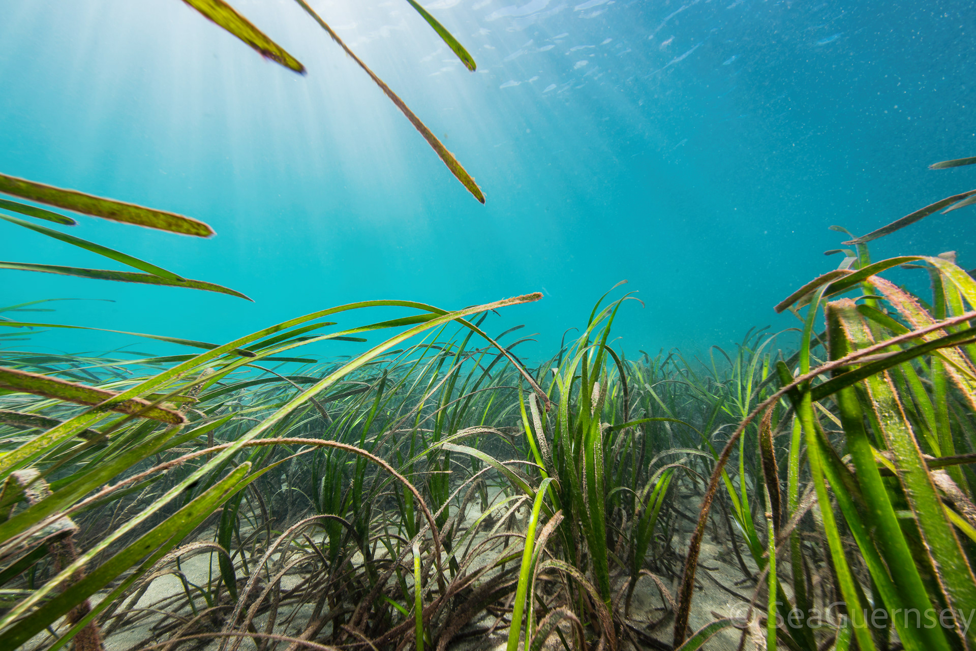 Eelgrass (Zostera marina) at Longue Hougue South, in Belle Grève Bay
