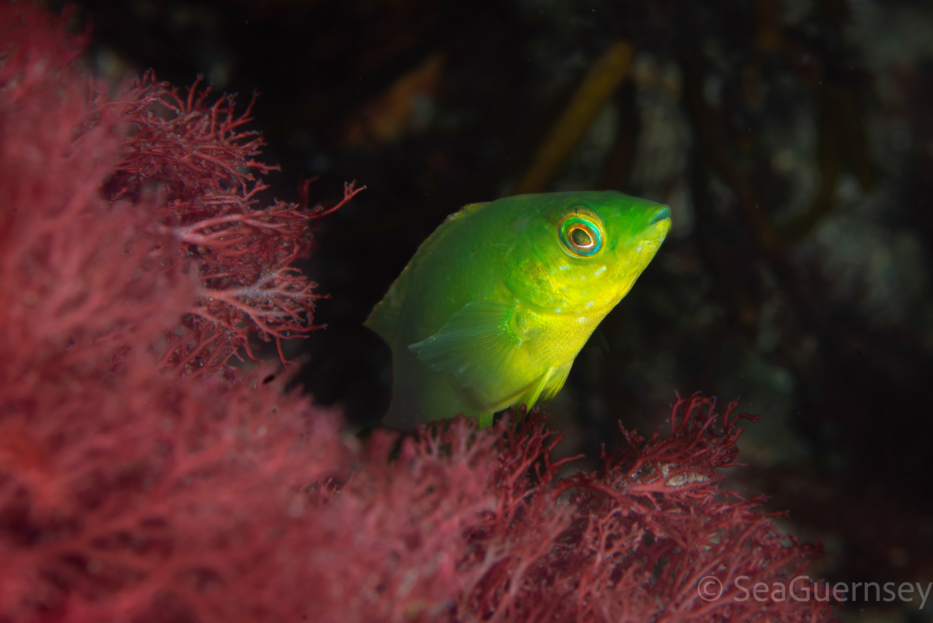 Juvenile ballan wrasse (Labrus bergylta), west coast of Guernsey