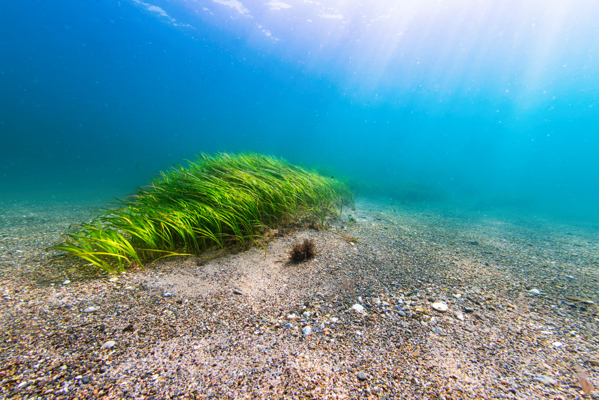 Eelgrass (Zostera marina), west coast of Guernsey.