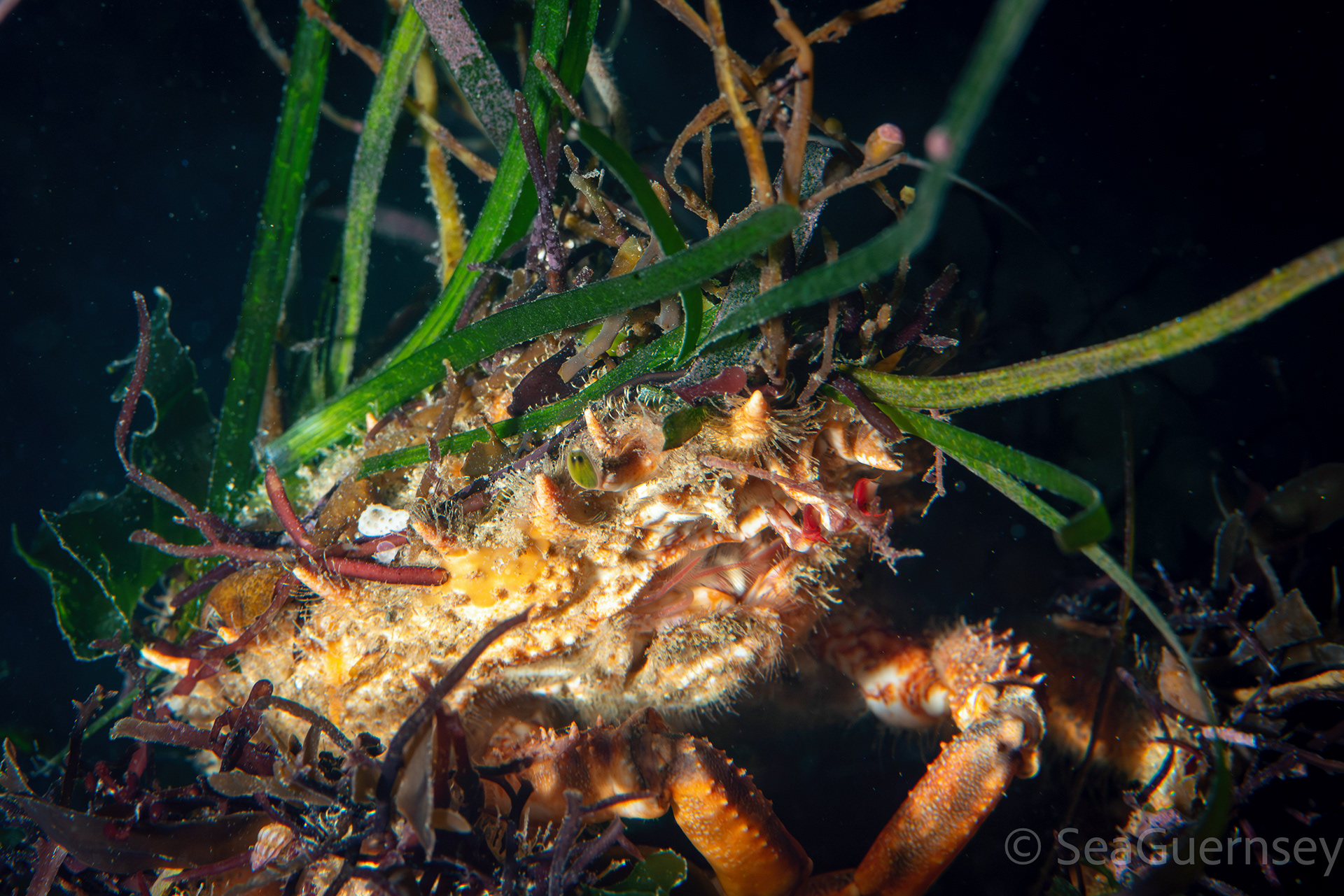 Spiny spider crab (Maja squinado), west coast of Guernsey